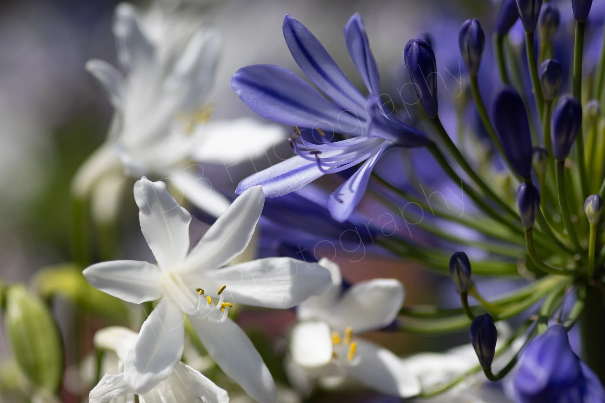 Close up of blue and white Agapanthus flowers together