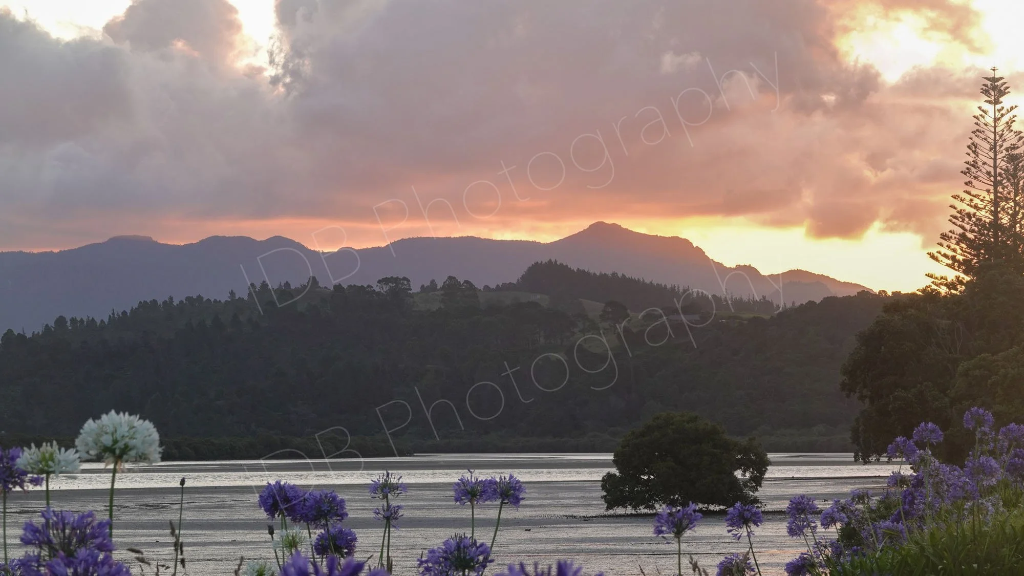 A sunset view at Whitianga harbour, Coromandel Peninsula, NZ  with wild Agapanthus in the foreground and mountains in the background.