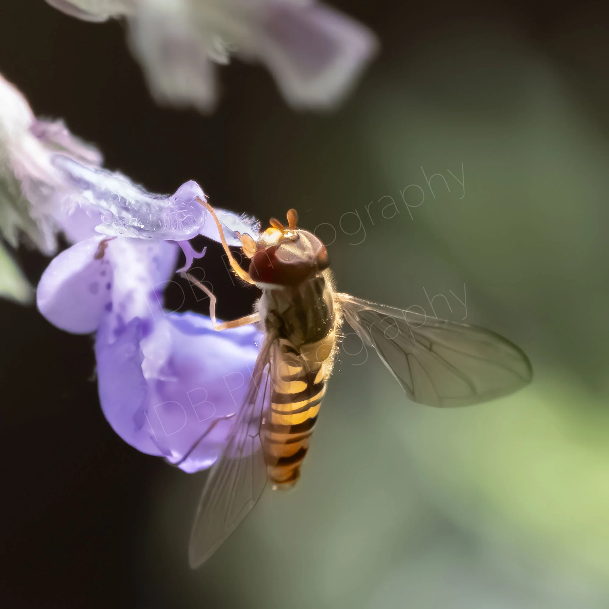 Marmalade Hoverfly (Episyrphus balteatus) with partial transillumination on a Nepeta flower, green bokeh background. Gloucestershire, UK.