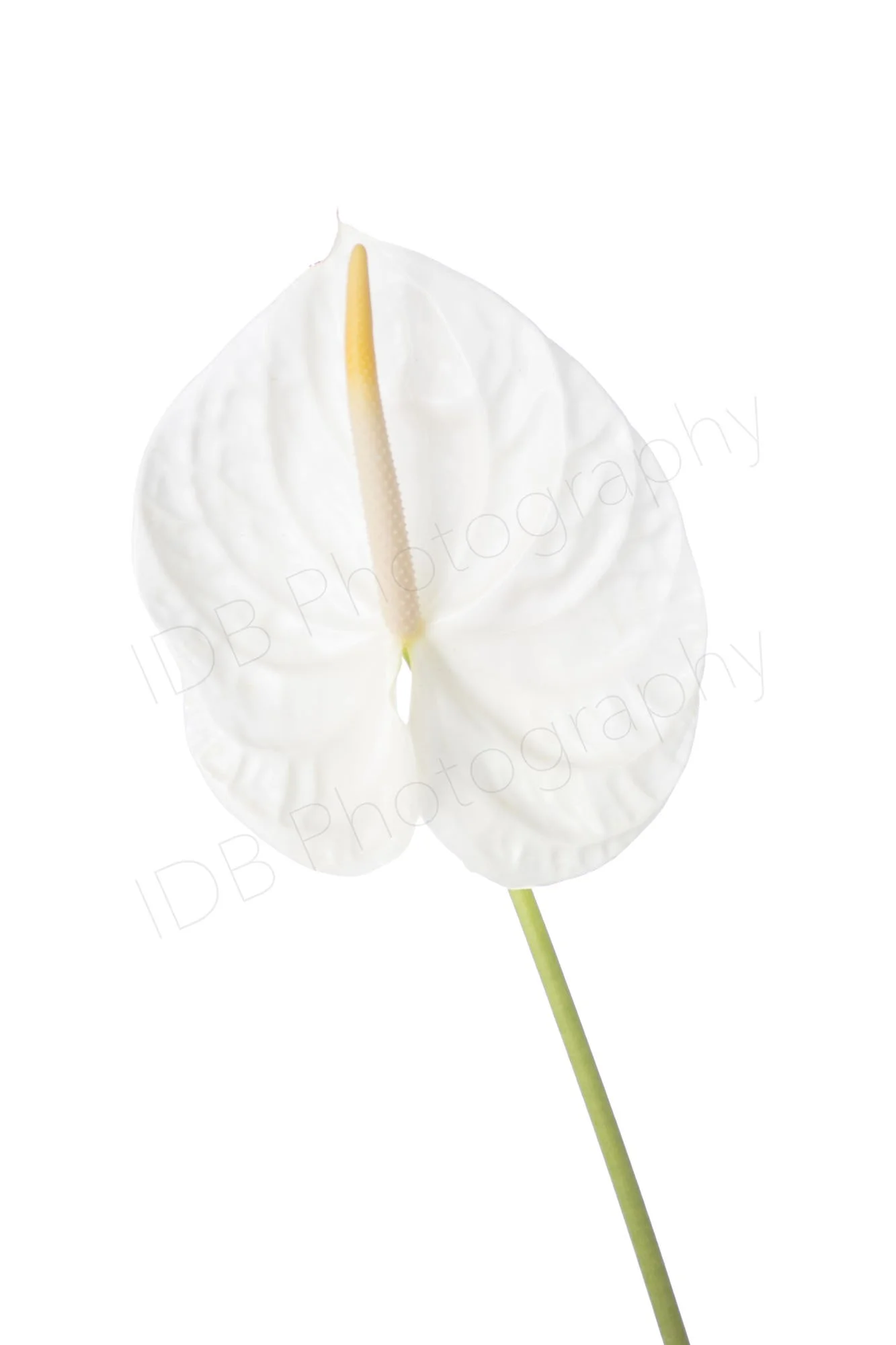 A high-key image of a white Anthurium andraeanum (probably Whisper) showing the spathe and flower spike. 2. 