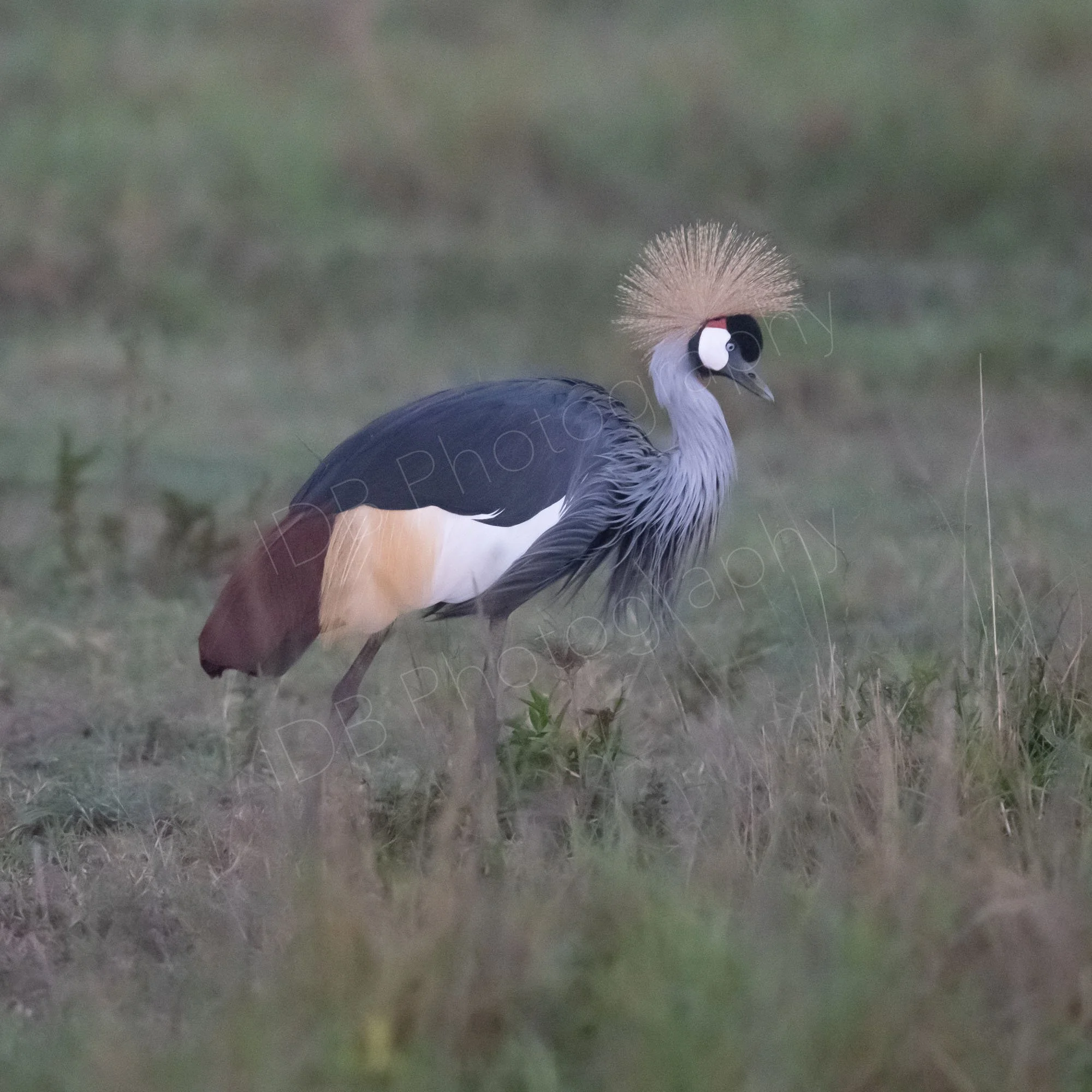Crowned Crane (Balearica regulorum),  Masai Mara, Kenya.