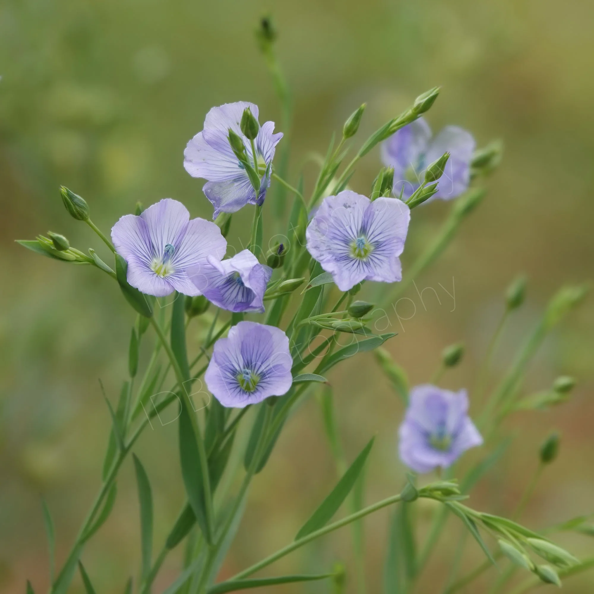 A group of flowers of Perennial Flax (Linum perenne) with others out of focus in the background. Gloucestershire, UK.