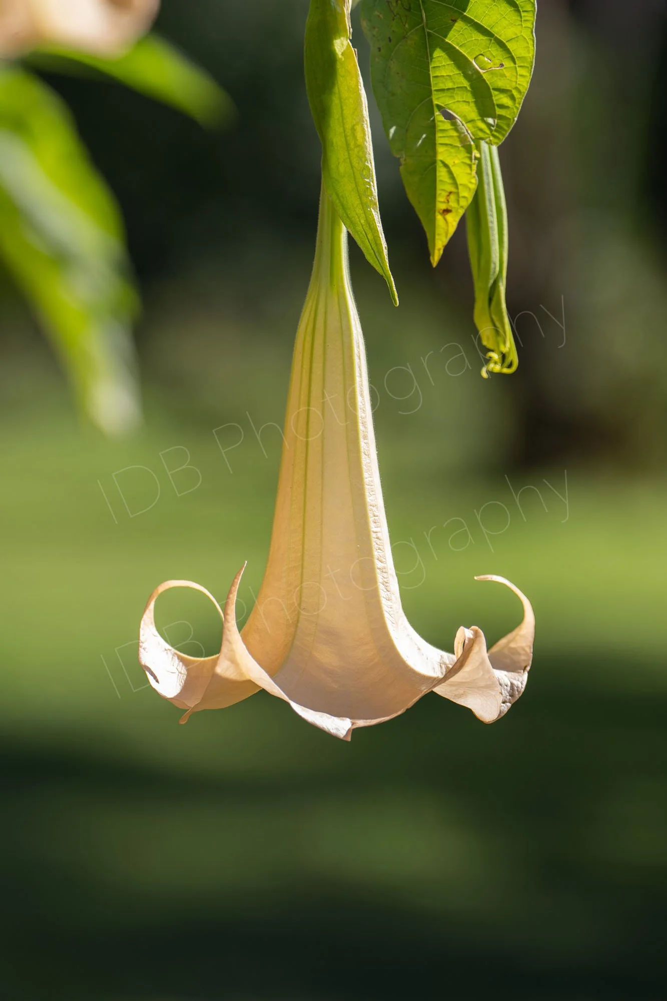 An apricot Brugmansia flower hanging down from a tree, a few leaves are visible on a shadowy, hazy green background.