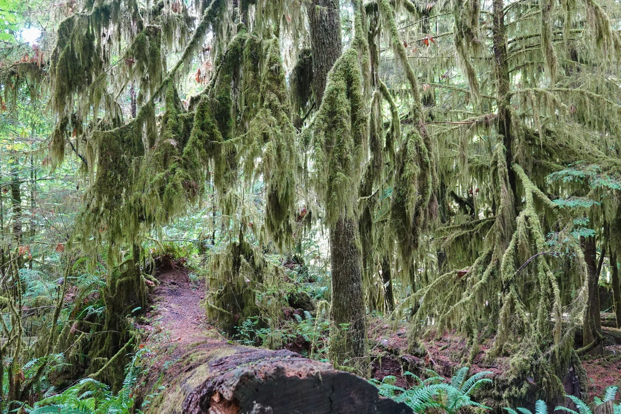 Picturesque thick lichen hangs from upright and fallen trees at Cathedral Grove, MacMillan Park, Vancouver Island , BC. 2.