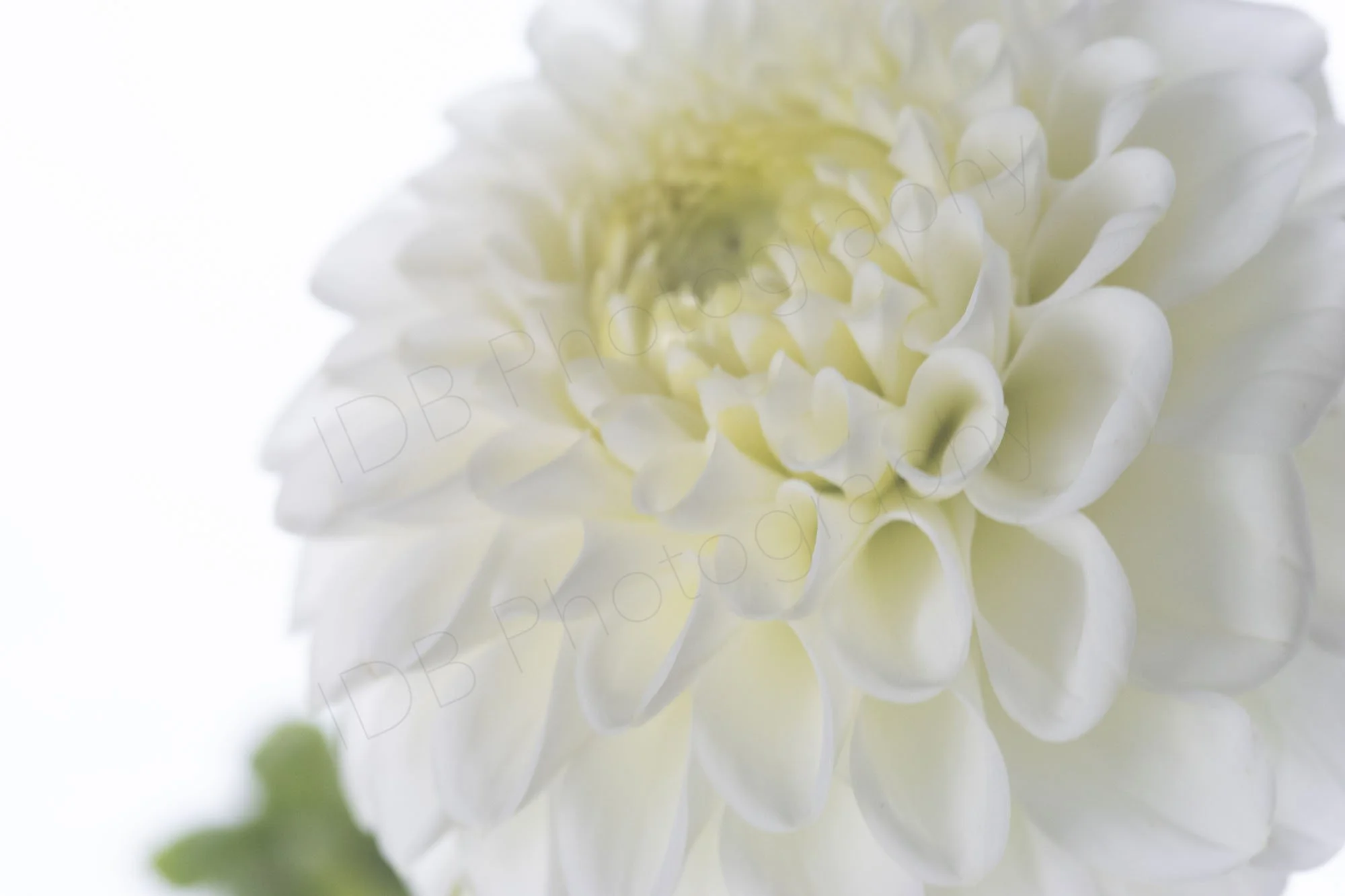 A high-key image of a large section of a white dahlia flower head, Dahlia Boom-Boom white with part of one hazy green leaf.