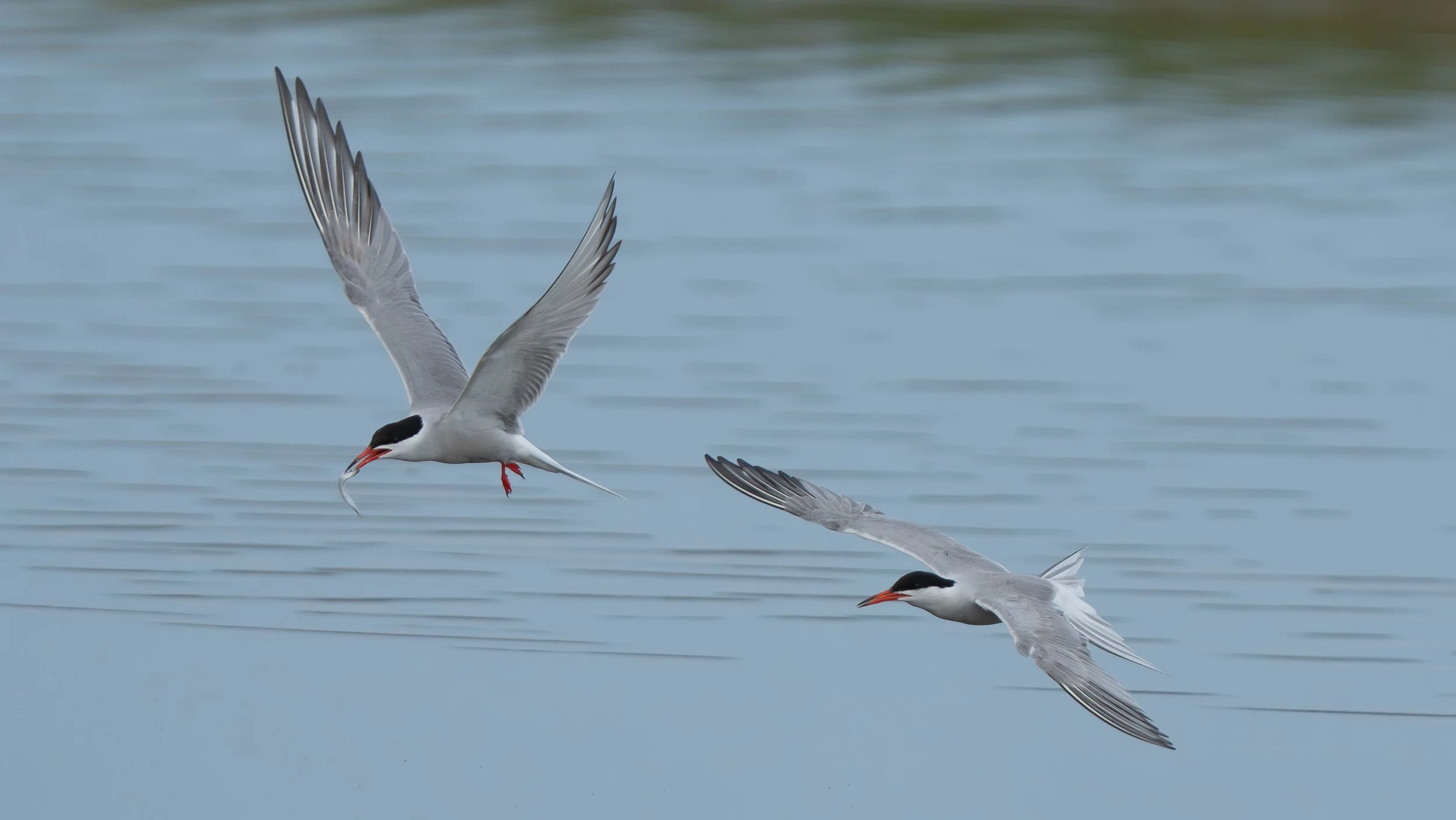 Two Common Terns (Sterna Hirundo) in flight. over water, one with a fish in mouth, returning to the nest. Rye Harbour, east Sussex, UK.