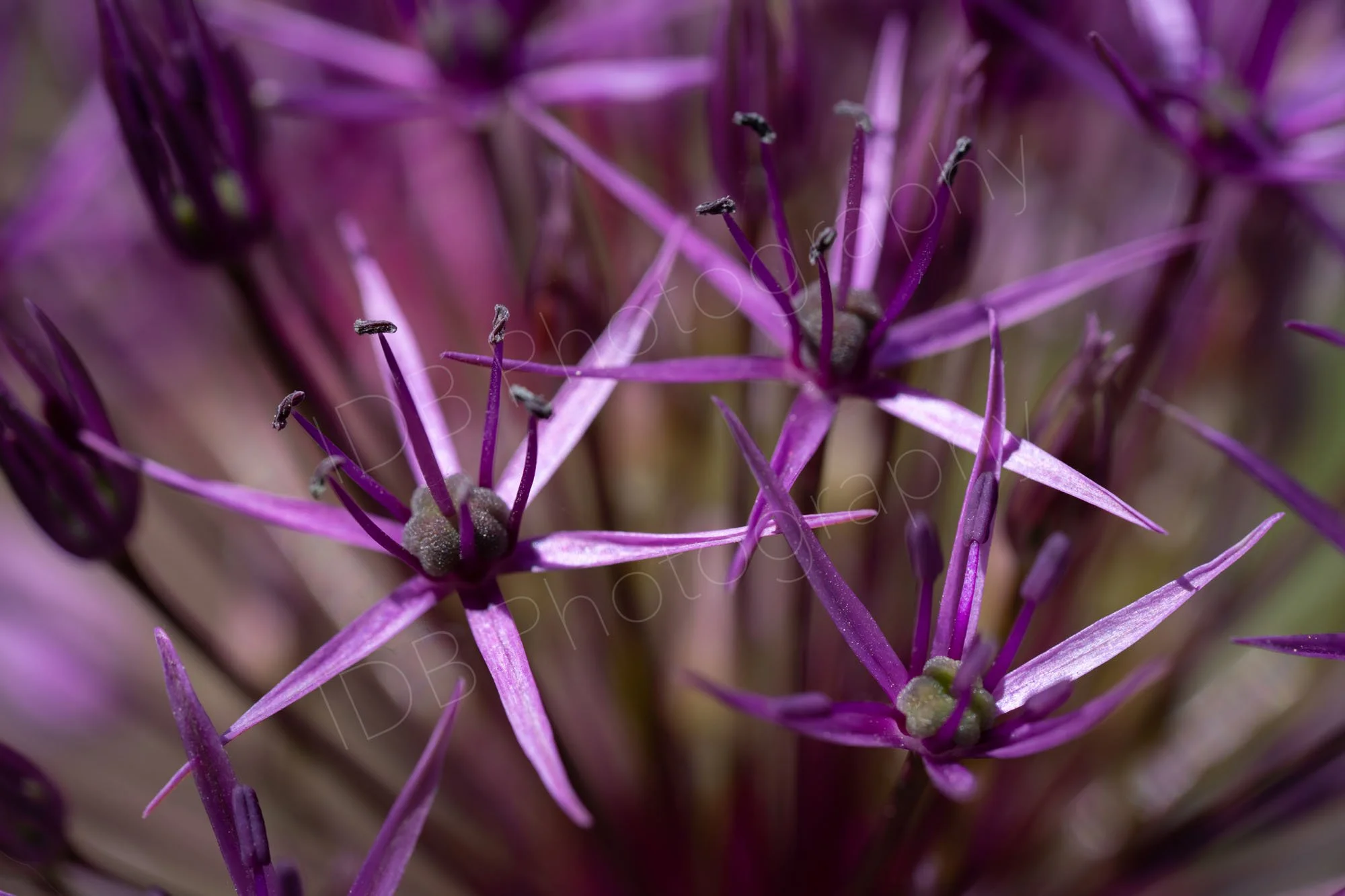 A group of flowers of Alium Cristophii with others out of focus in the background. Buckinghamshire, UK.