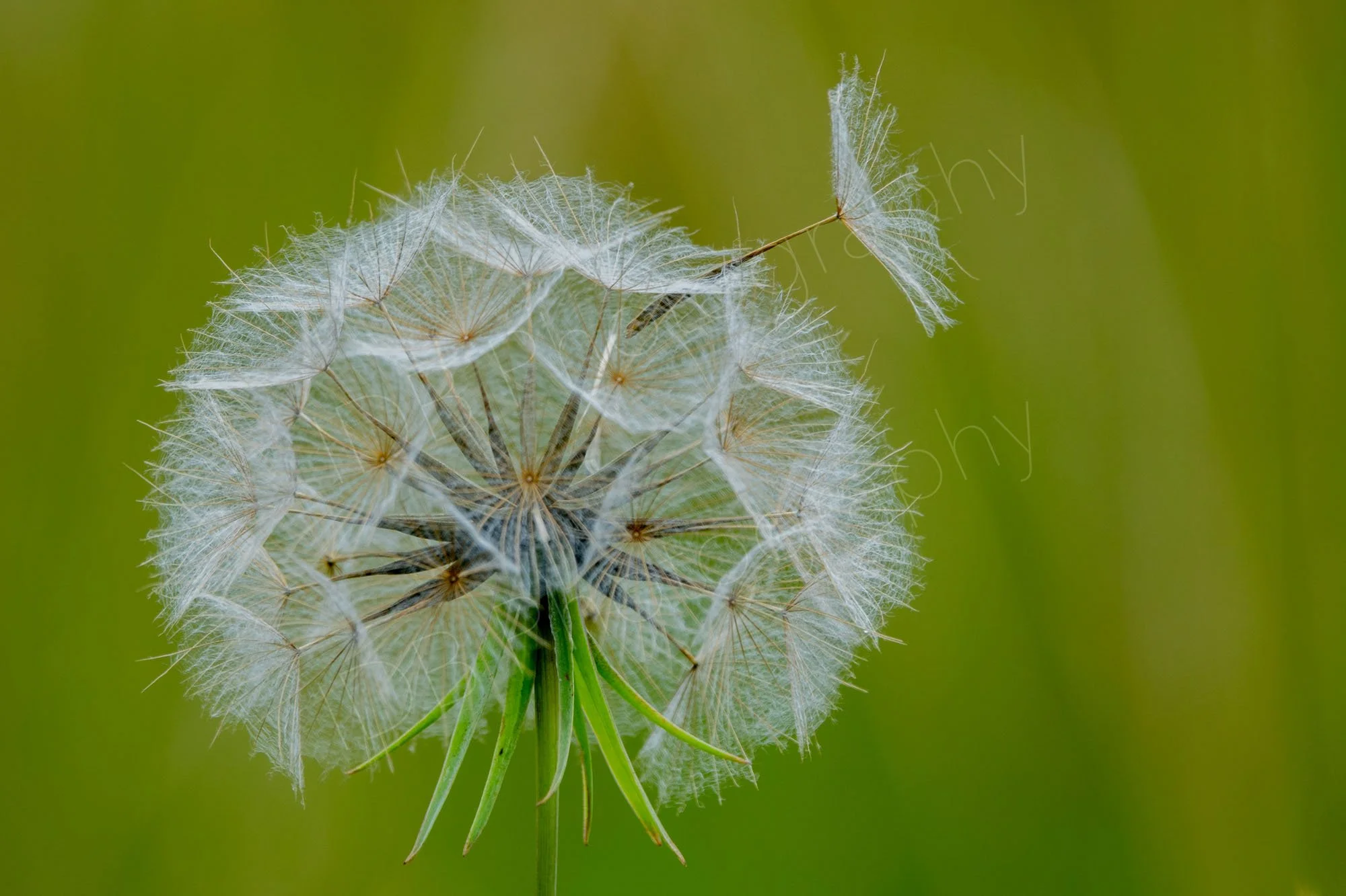 Salsify /Goat's Beard (Tragopogon porrifolius) head with one dislodged seed head on a pale green bokeh background. Gloucestershire, UK. 