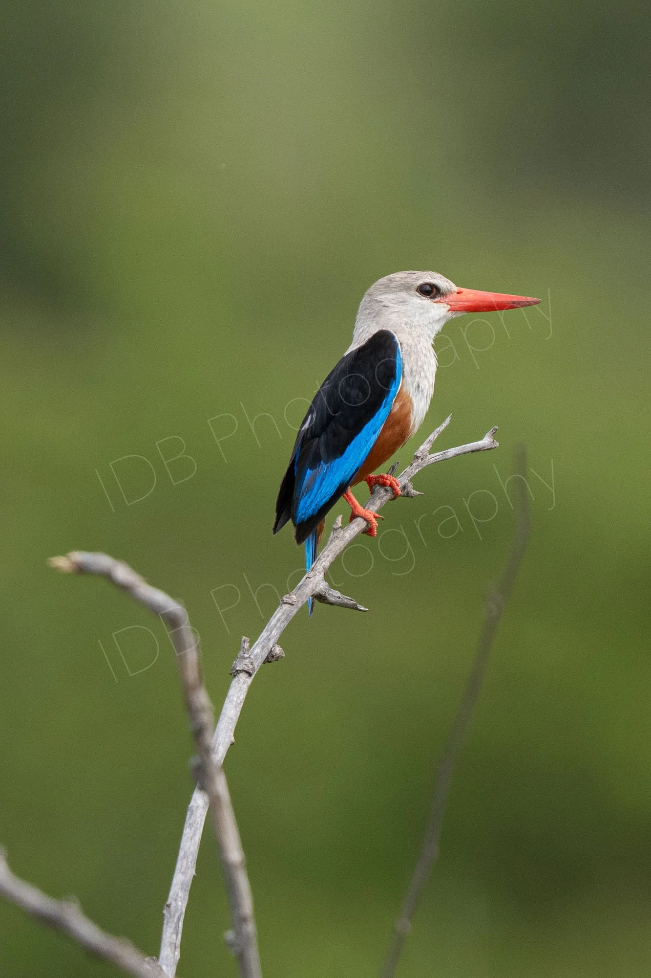 Grey headed Kingfisher bird, (Halcyon leucocephala), Masai Mara, Kenya.
