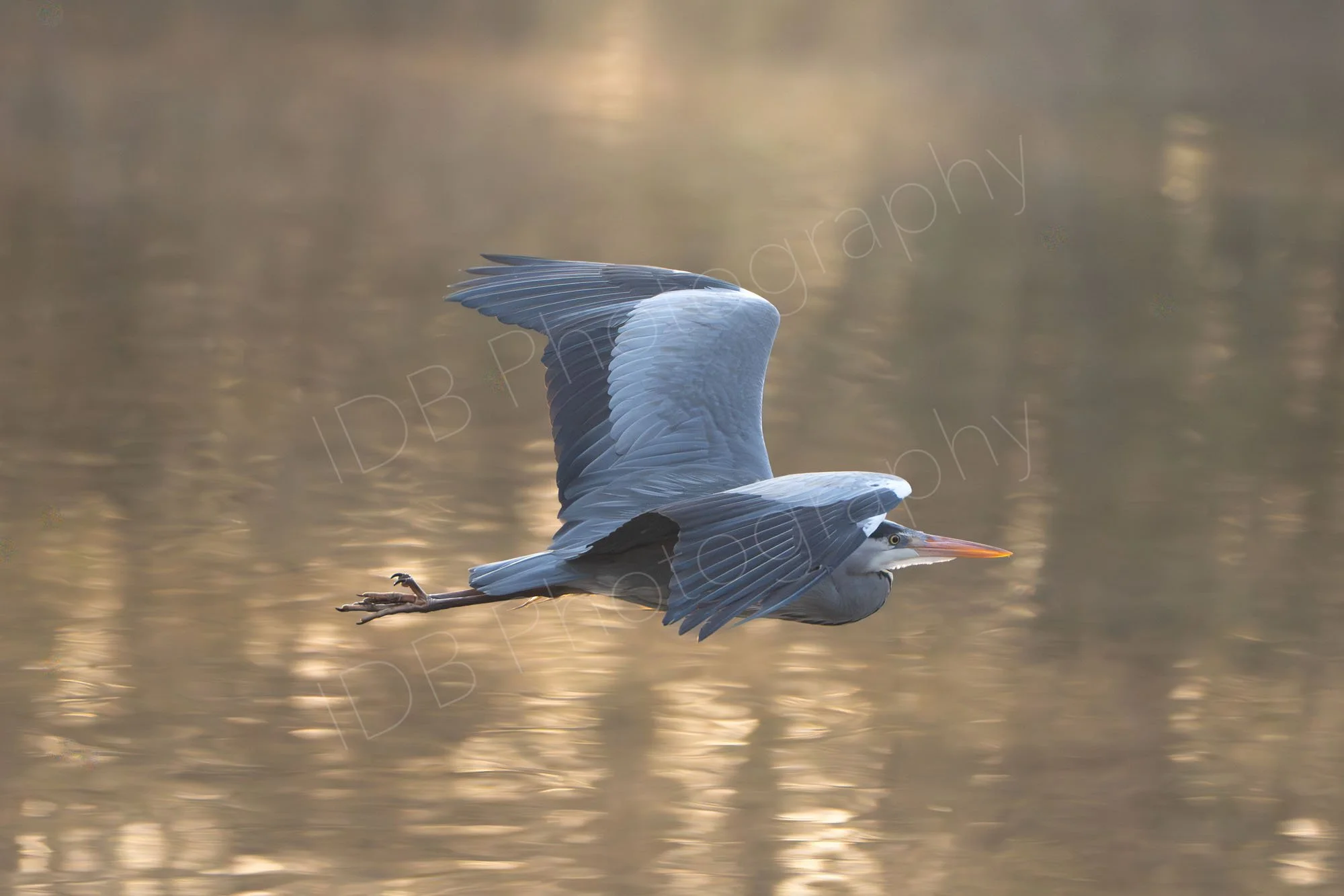 Grey Heron (Ardea cinerea) flying across a lake surface in early morning shimmering golden light in Kent, UK.
