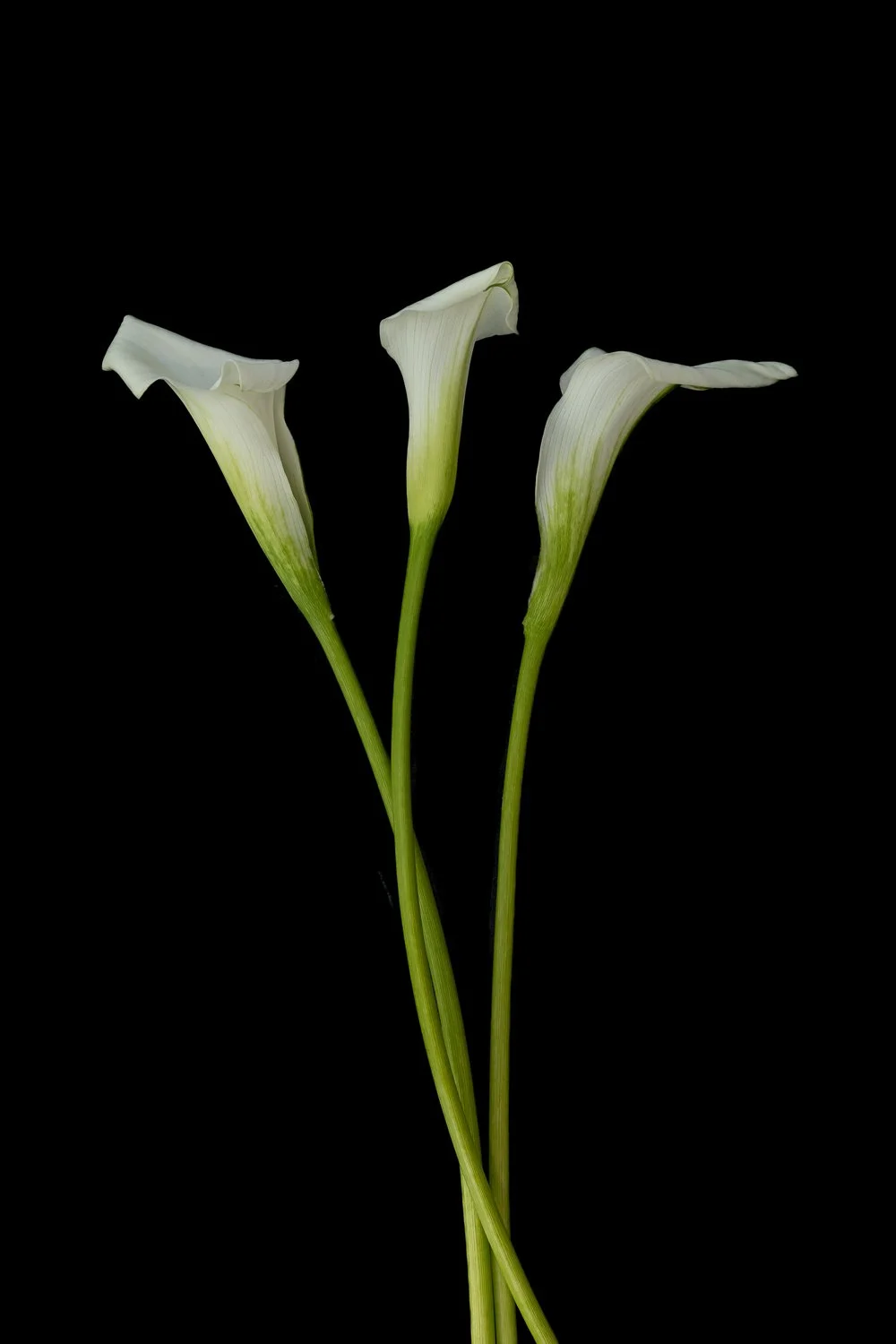 Set of three white arum lilies on black background