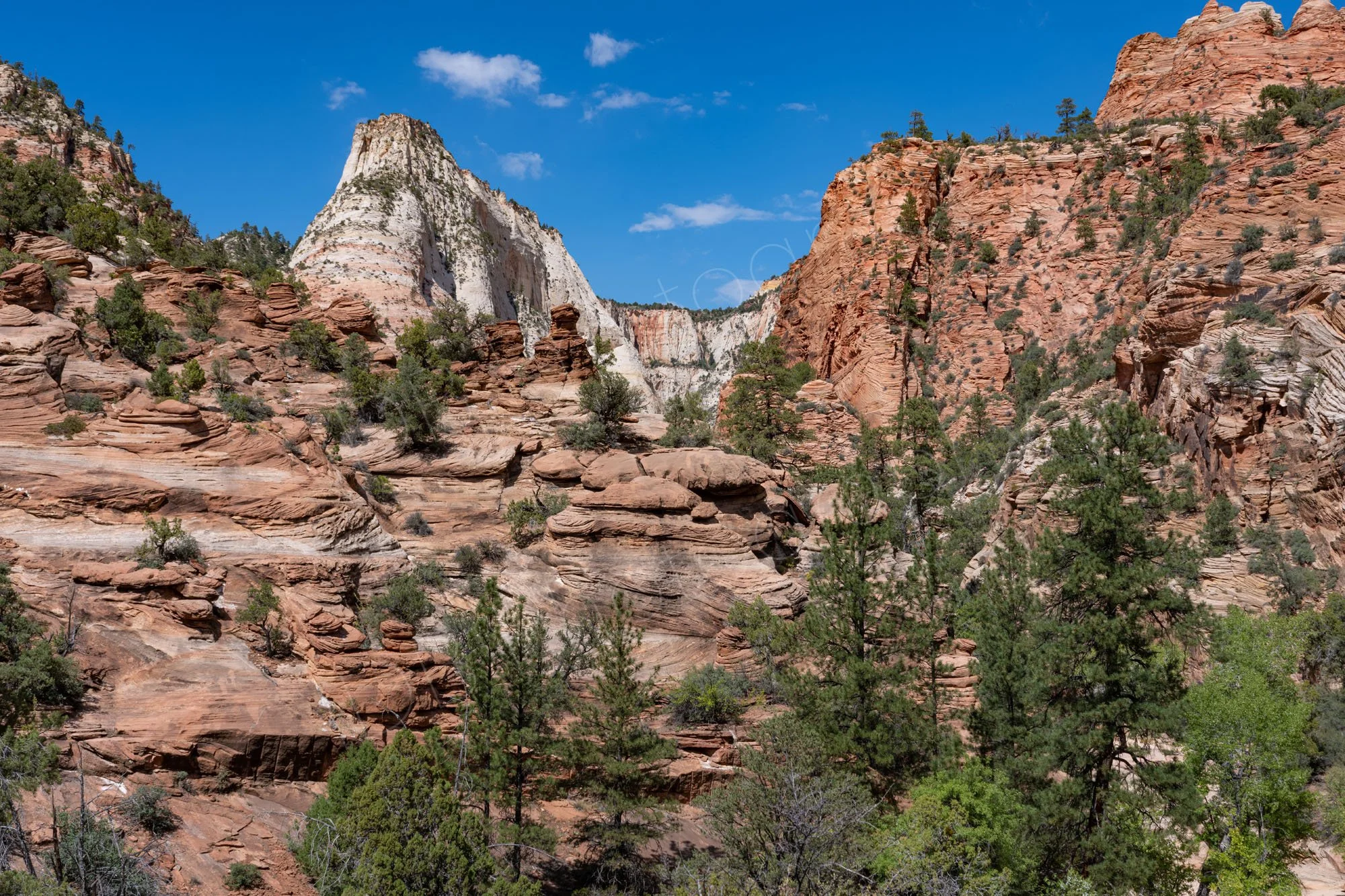 A scenic landscape at Zion National Park, Utah, of red layered sandstone cliffs with a prominent white rocky peak, scattered pines trees and blue sky.
