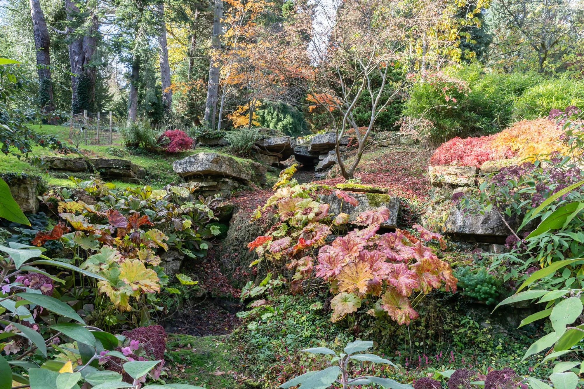 A colourful rock garden area at Batsford Arboretum, Gloucestershire with heuchera plants, acers and pine trees.