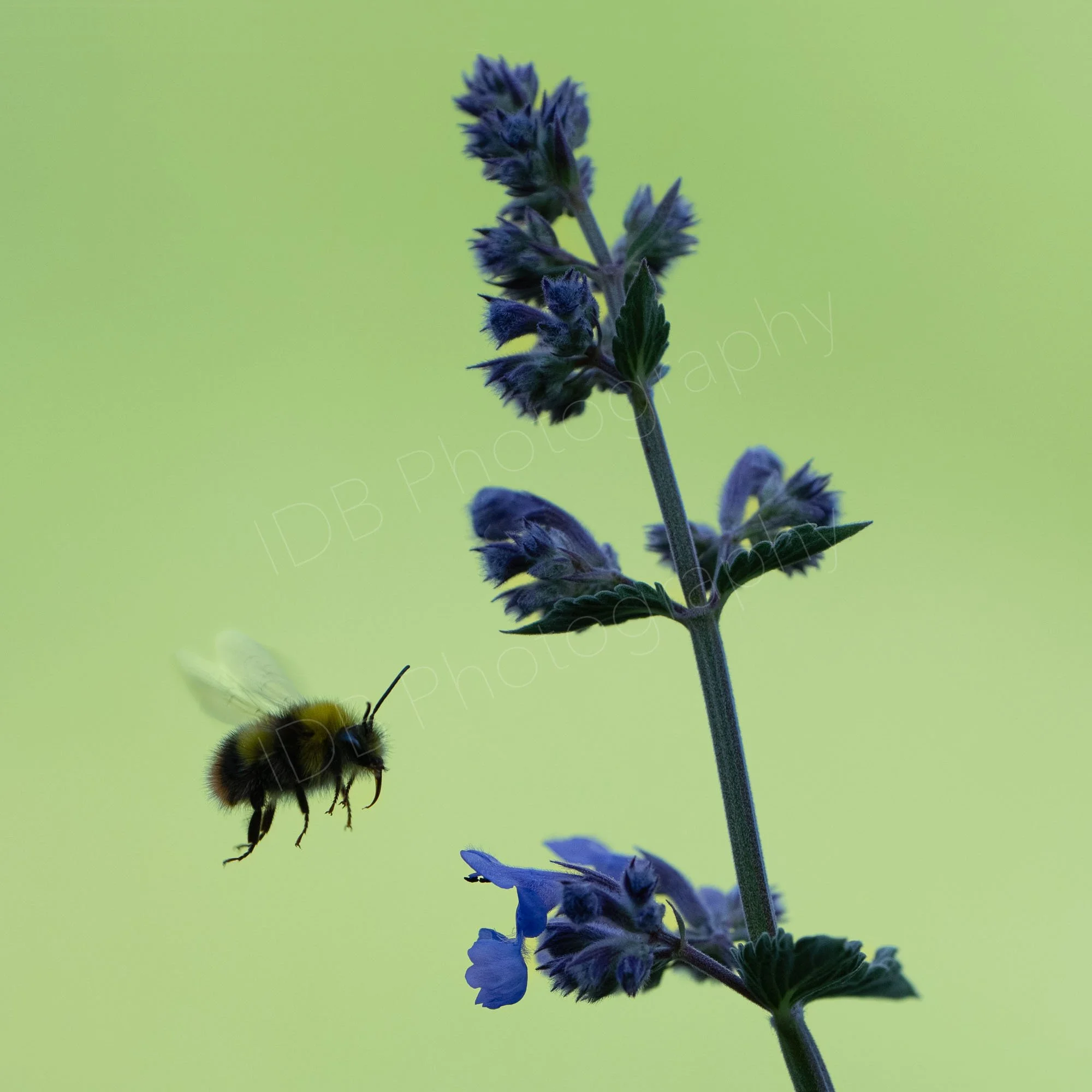 A spike of Nepeta with an approaching part silhouetted bumblebee mid flight on a solid soft green background. Gloucestershire, UK.