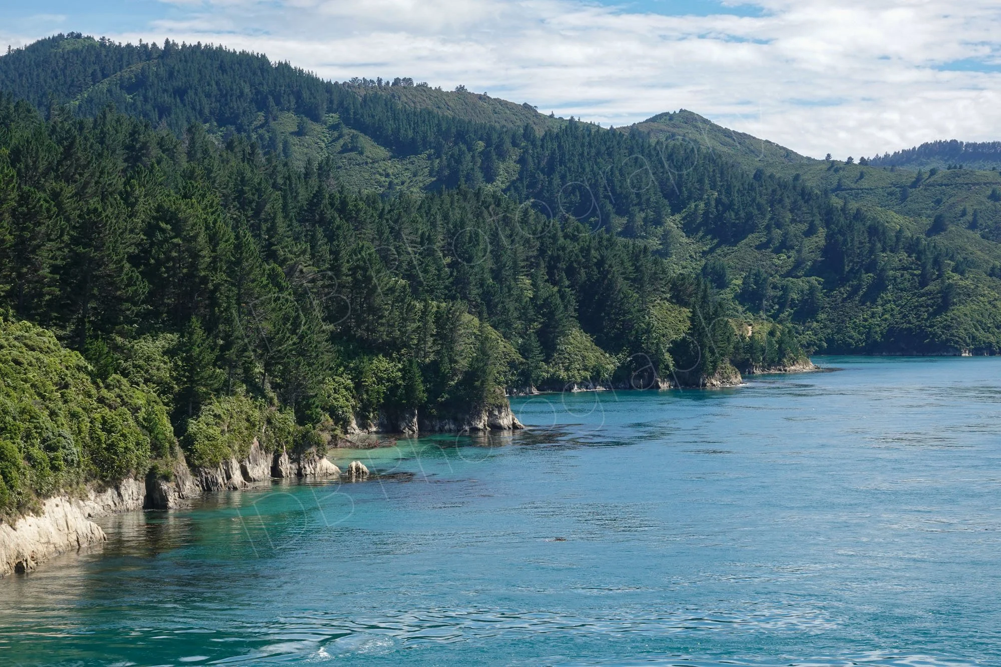 A hilly forested bank of Queen Charlotte Sound, Marlborough, New Zealand on a calm, sunny day.