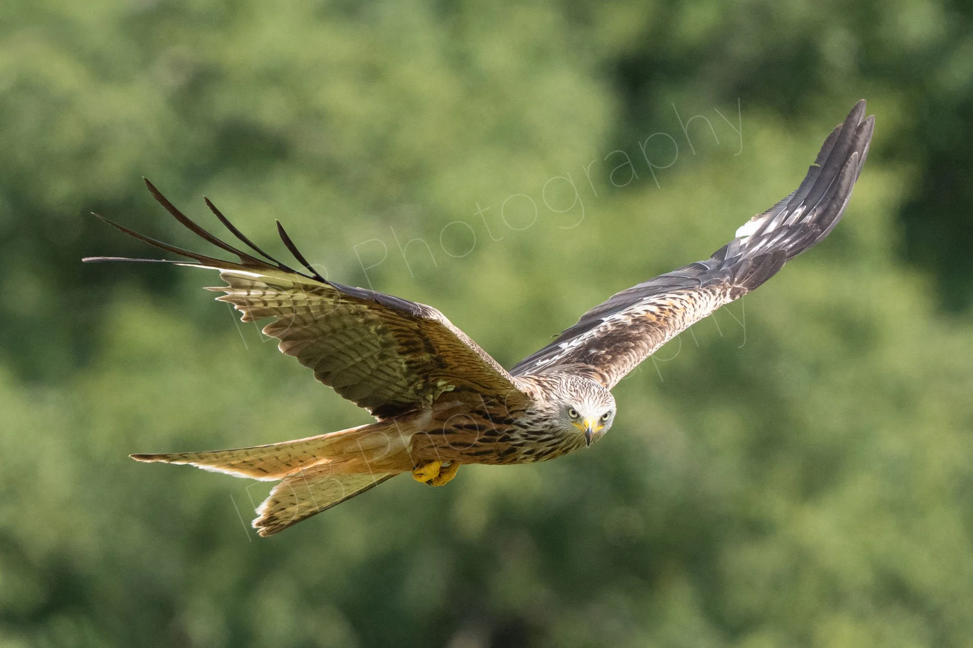 Red Kite (Milvus milvus) in flight, wings pointing upwards in a V shape on blurred green background. Gigrin Farm, Rhayader, Powys.