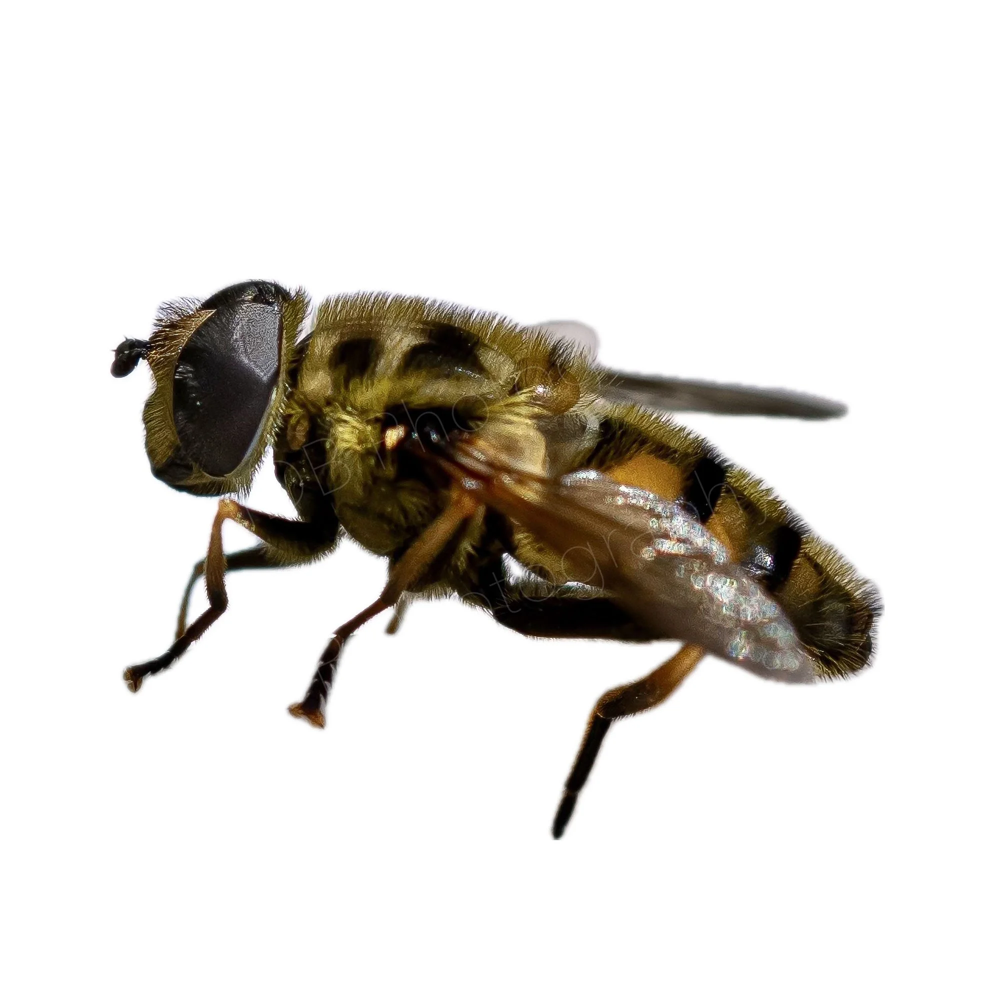 High Key image  of a Batman Hoverfly on a fully white background; Kent, UK.