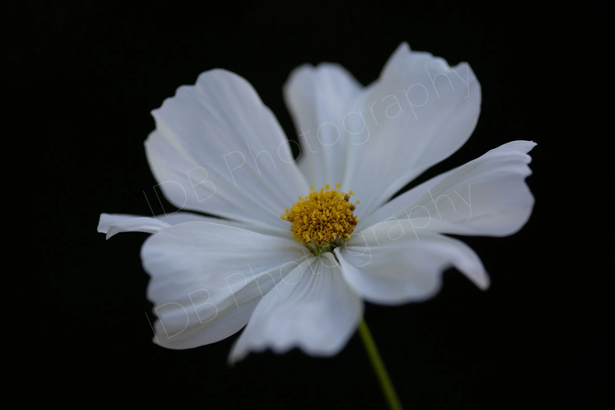 A narrow focus image of a white Cosmos Bipinnatus flower  and top of stem on a black background.