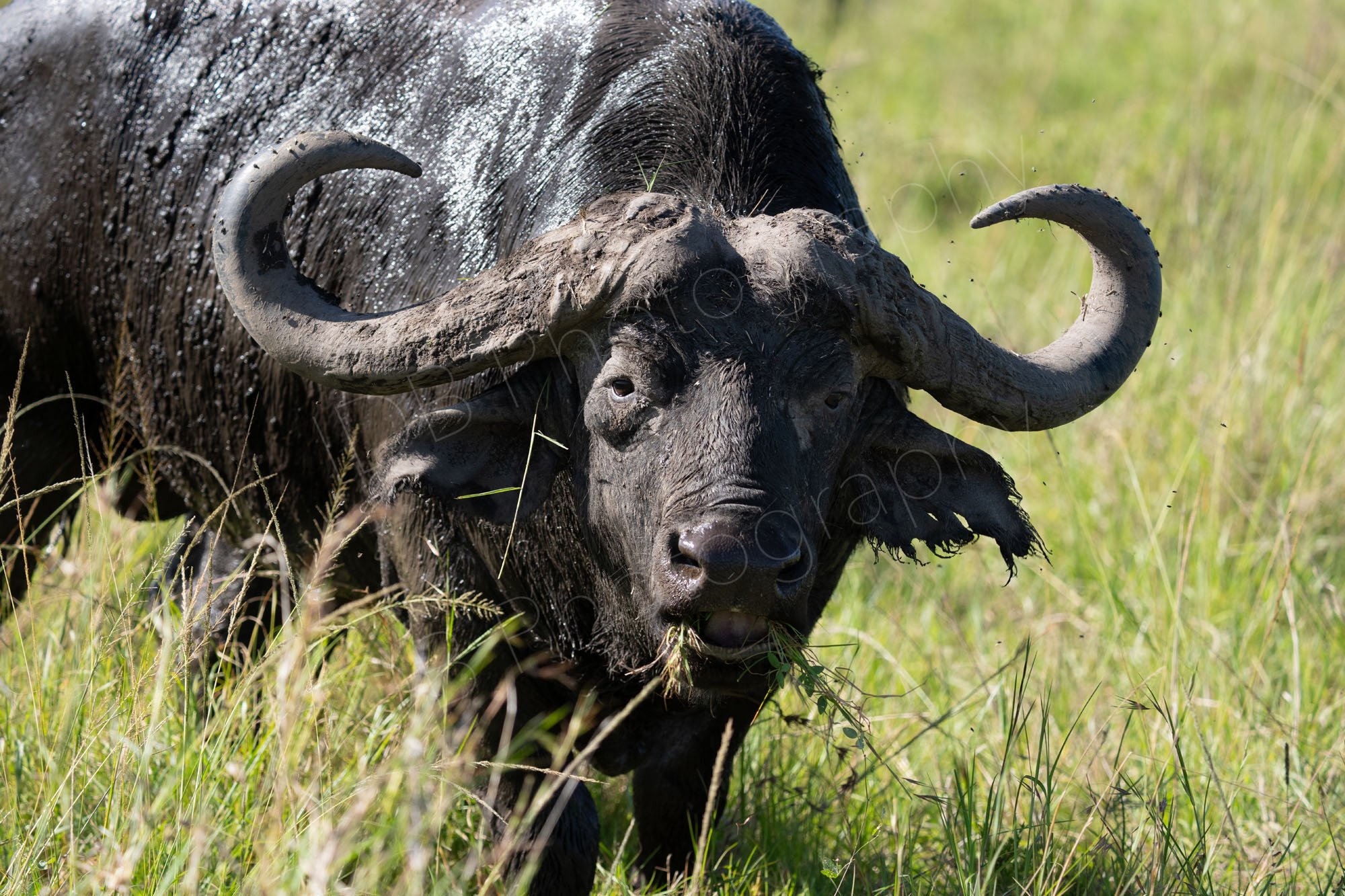 Old lone buffalo chewing grass in Masai Mara, Kenya.