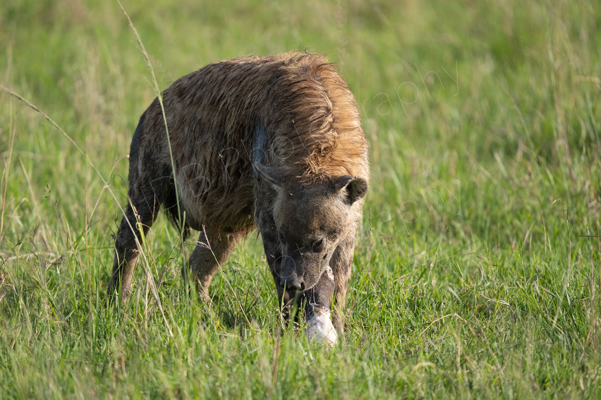 Hyena chewing on a bone, Masai Mara, Kenya.