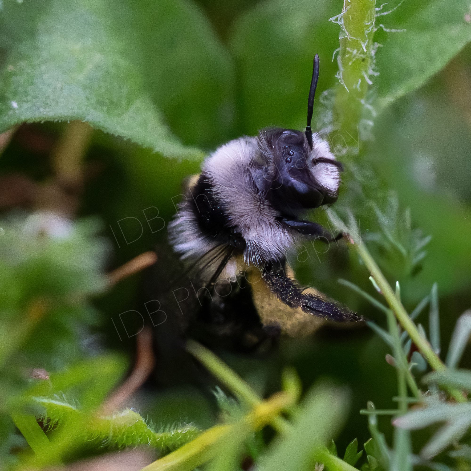 Ashy Mining Bee ( Andrena cineraria) with yellow pollen sac emerging from the ground cover in Gloucestershire, UK.