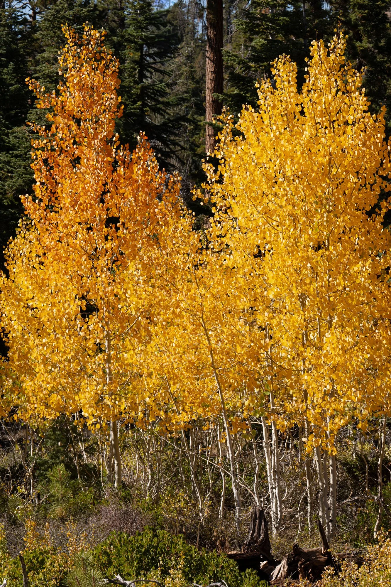 A cluster of quaking aspen trees (Populus tremuloides), with bright gold and yellow leaves against a backdrop of dark evergreen conifers.
