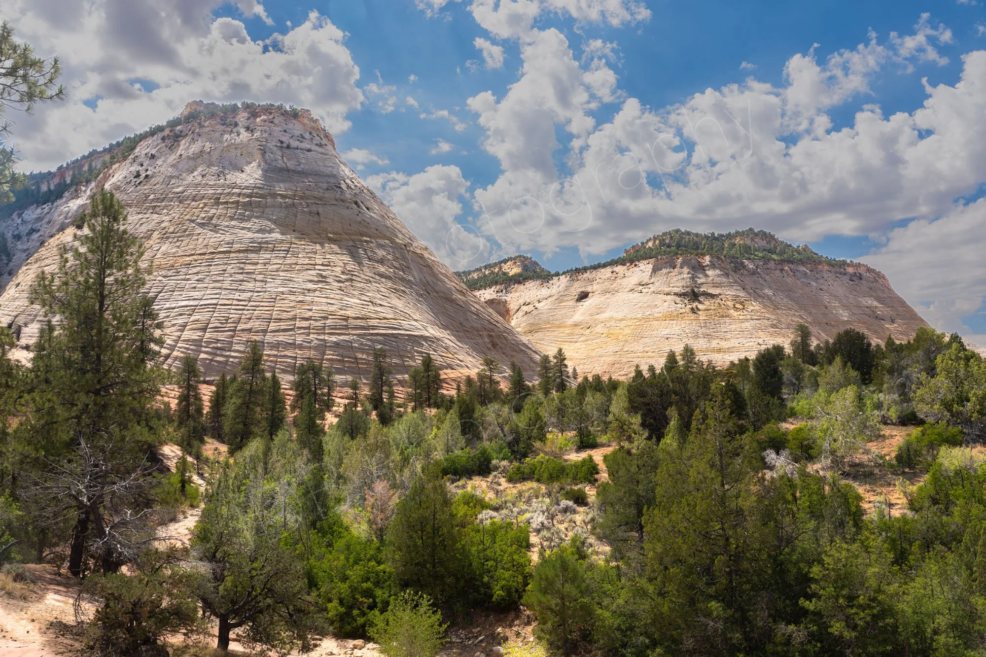 The distinctive Checkerboard Mesa in Zion National Park, Utah, with green pines in foreground and cloudy blue sky.