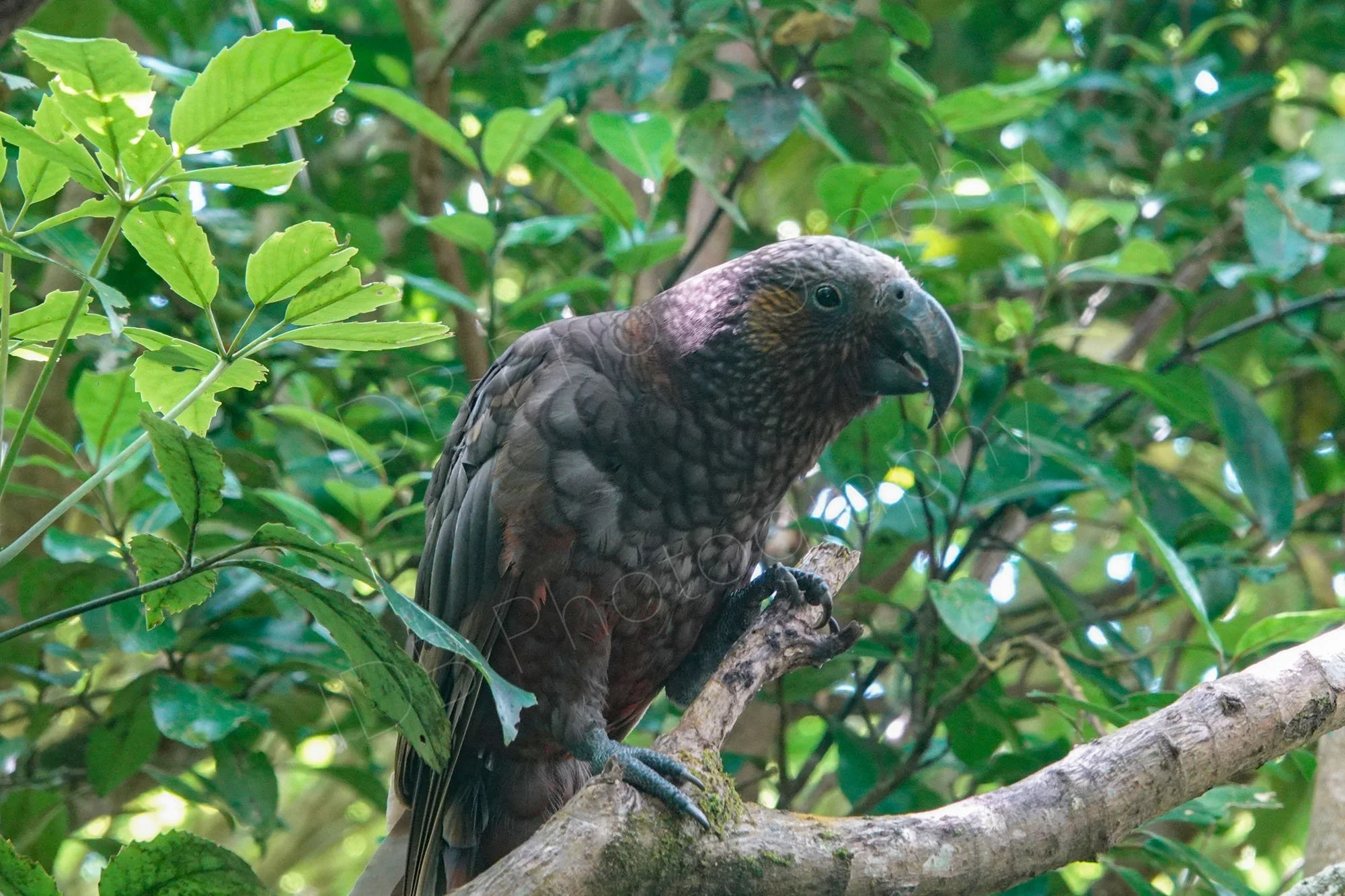 A Kaka parrot, in a tree in Wellington, New Zealand.