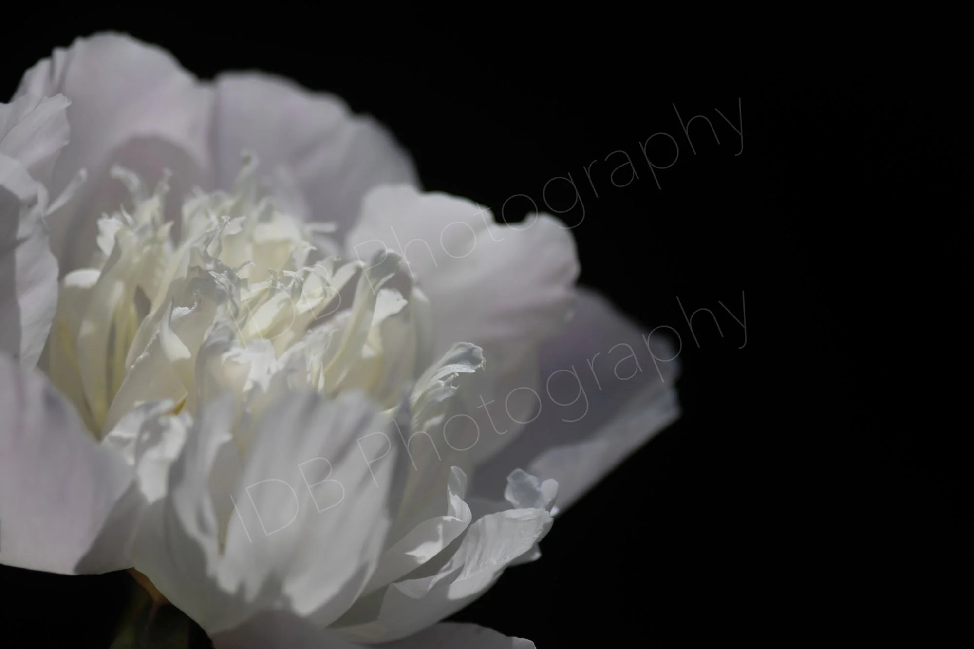 The major section of a flower of a white peony with outer petals tinged pink, Paeonia lactiflora Immaculée, on a black background.