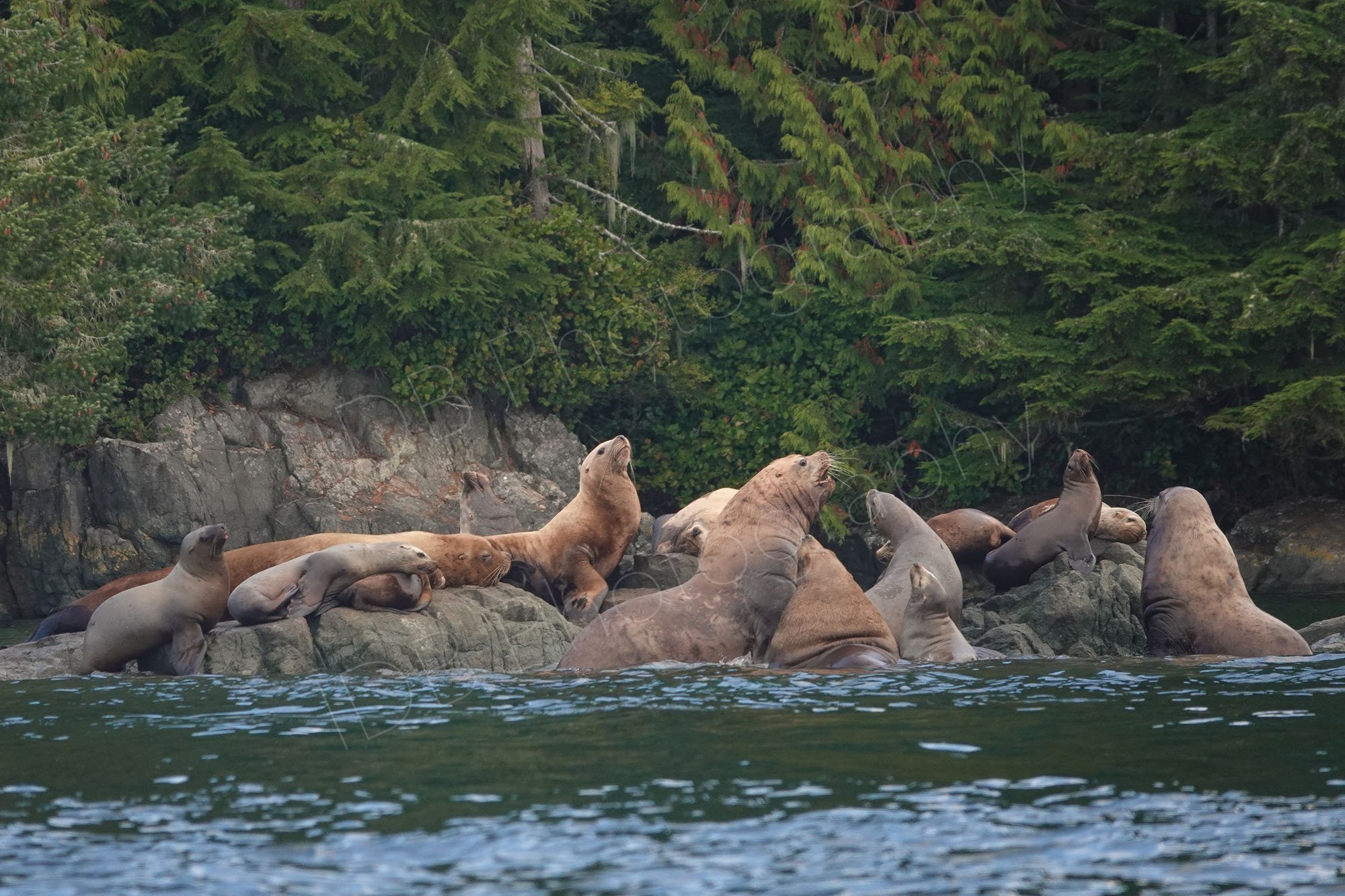 A colony of large Steller sea lions (Eumetopias jubatus)  in Blackfish Sound, BC, Canada on a rocky plateau with dense trees behind. 