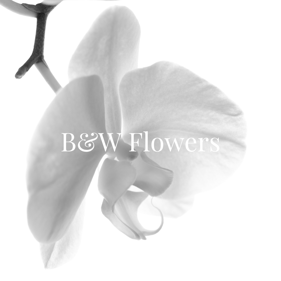 A black-and-white close-up photo of a delicate orchid flower with the text 'B&W Flowers' overlaid