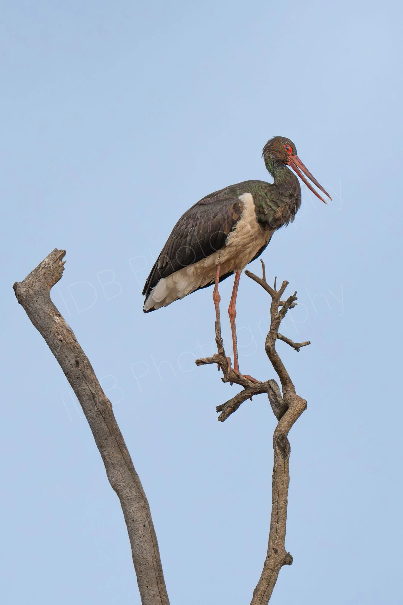A Black Stork (Ciconia nigra) standing on top of dead tree branches at Lake Nakuru, Kenya. Light blue sky background.