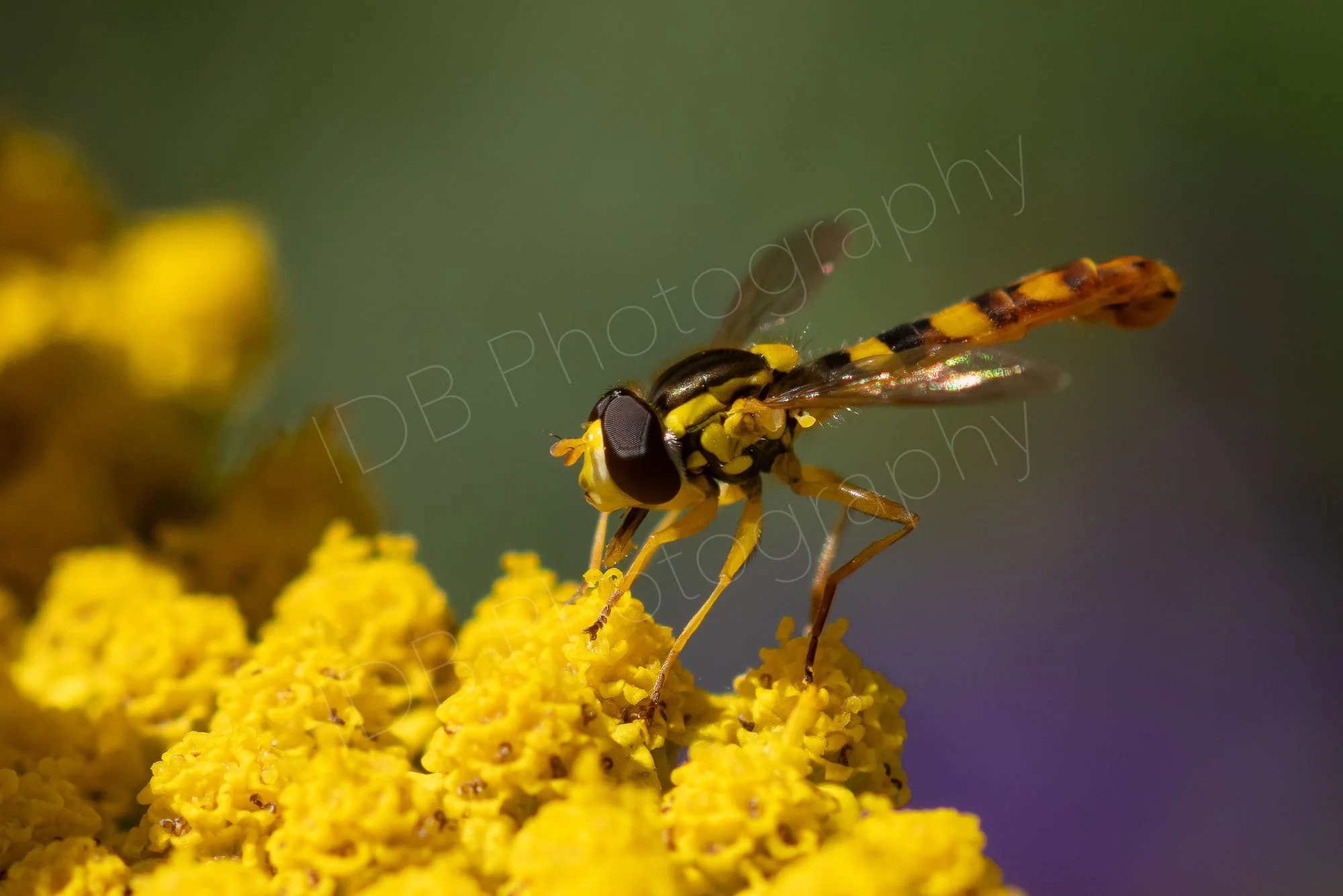 A male Long Hoverfly (Sphaerophoria scripta) on a yellow Achillea flower , with hazy purple/ green background. Waterperry Gardens, UK.