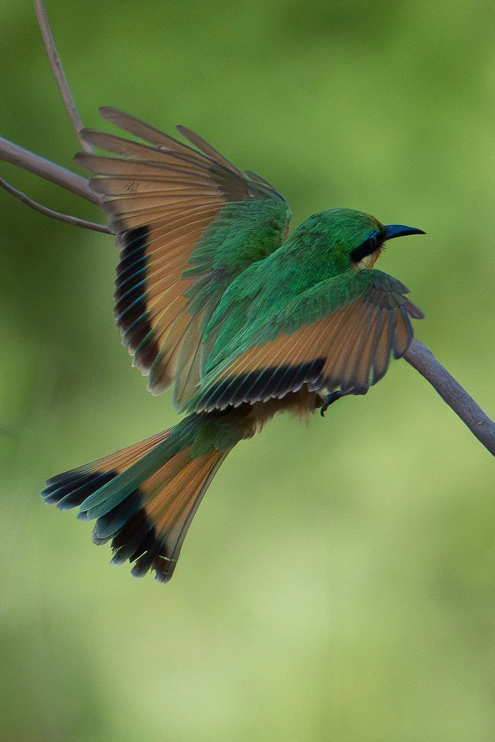 Little Bee Eater, Amboselli Kenya