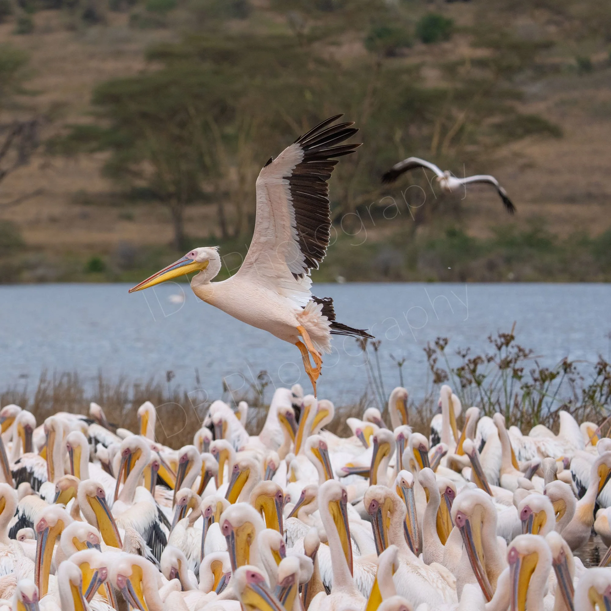 Great White Pelican (Pelecanus onocrotalus) preparing to land amongst other pelicans at Lake Nakuru, Kenya.