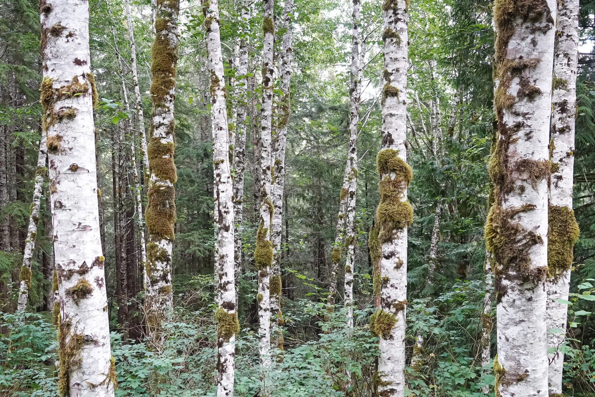 A group of  parallel Red Alder (Alnus rubra)  trunks covered in distinctive white lichen and moss patches in Vancouver Island, BC, Canada.