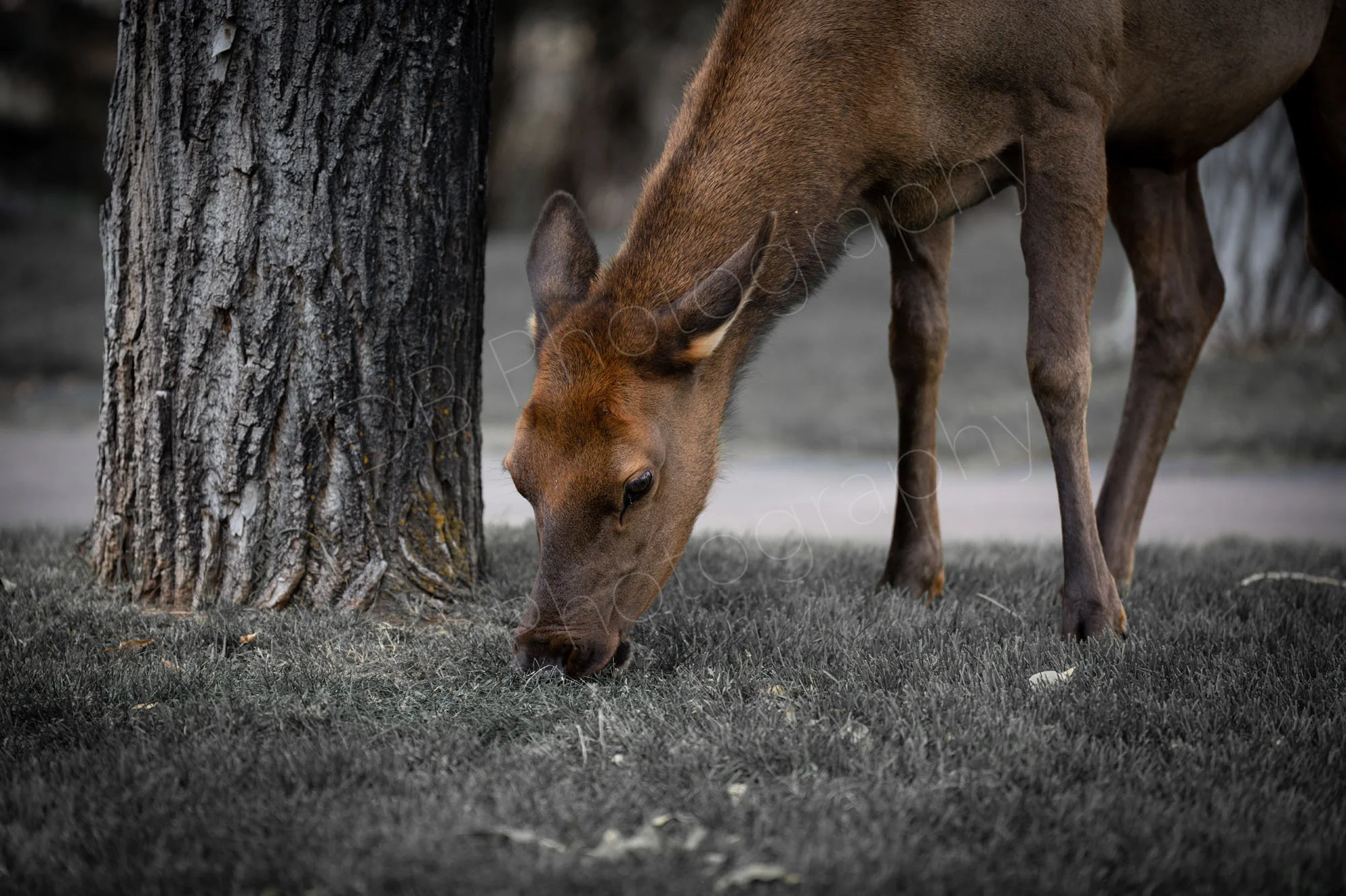 A female elk nibbling the grass with a tree trunk in the background. Estes Park, Rocky Mountain National Park, Colorado, USA.