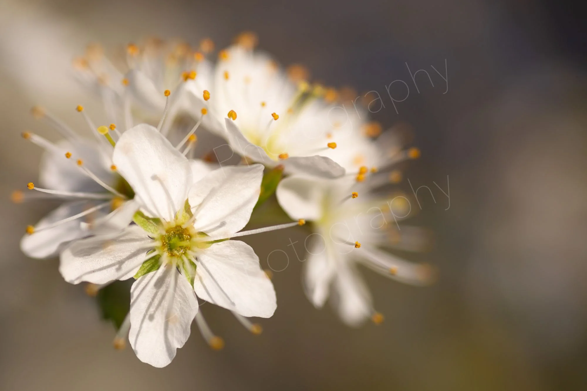 A group of Hawthorn flowers (Crataegus monogyna) with one flower in focus. One leaf is visible with a nice bokeh background. Kent, UK. 