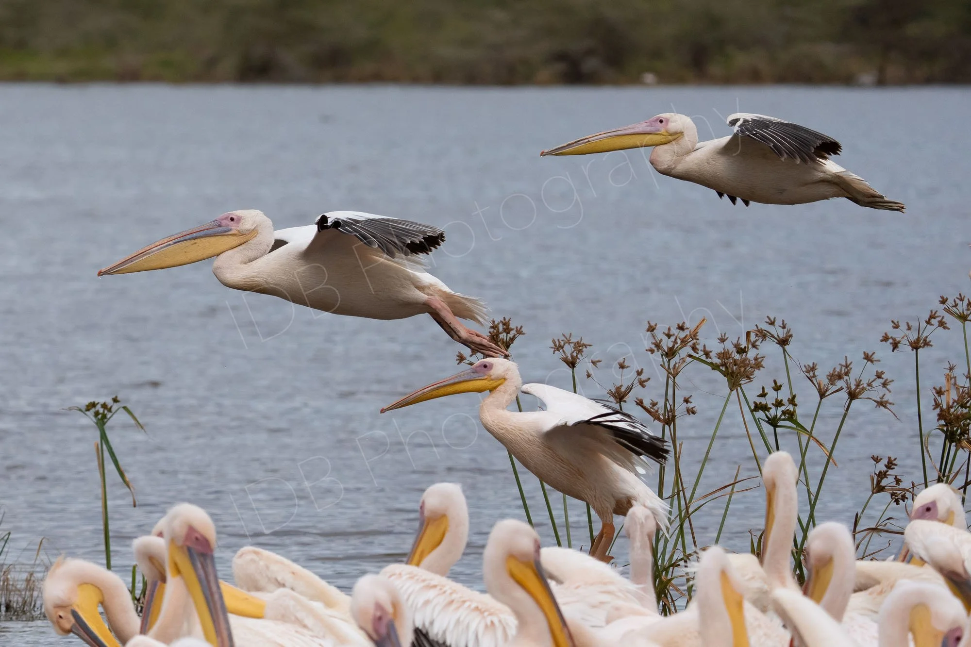 Great White Pelicans (Pelecanus onocrotalus) in flight with others on the ground, mainly lake background. Lake Nakuru, Kenya.