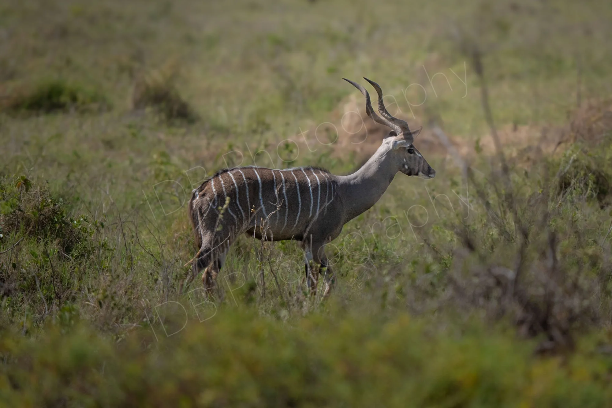Lesser Kudu walking in scrubland at Amboselli, Kenya.