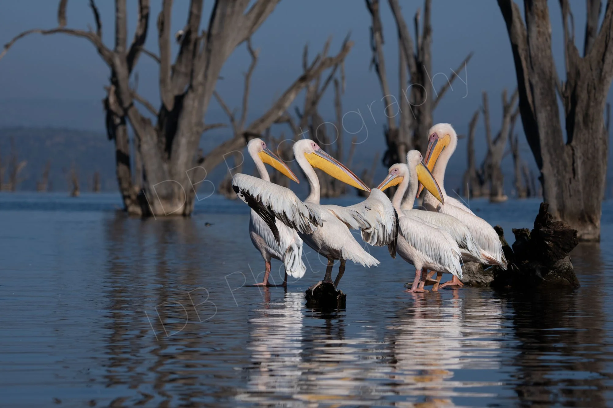 Group of five Great White Pelicans (Pelecanus onocrotalus) in water with submerged dead trees, Lake Nakuru, Kenya.