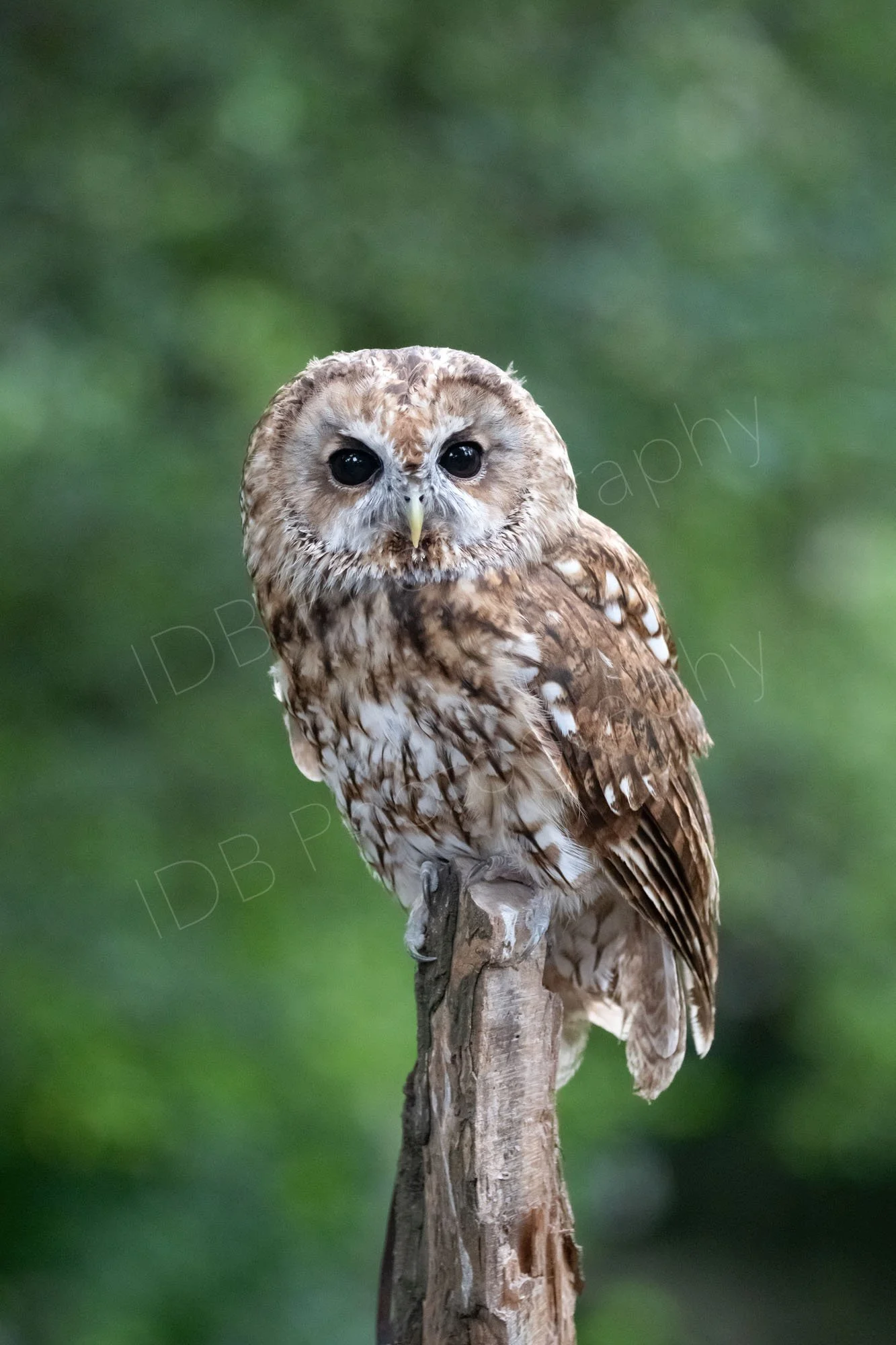 A tawny owl (Strix aluco) perched on a wooden post, nice green bokeh background; Kent UK.
