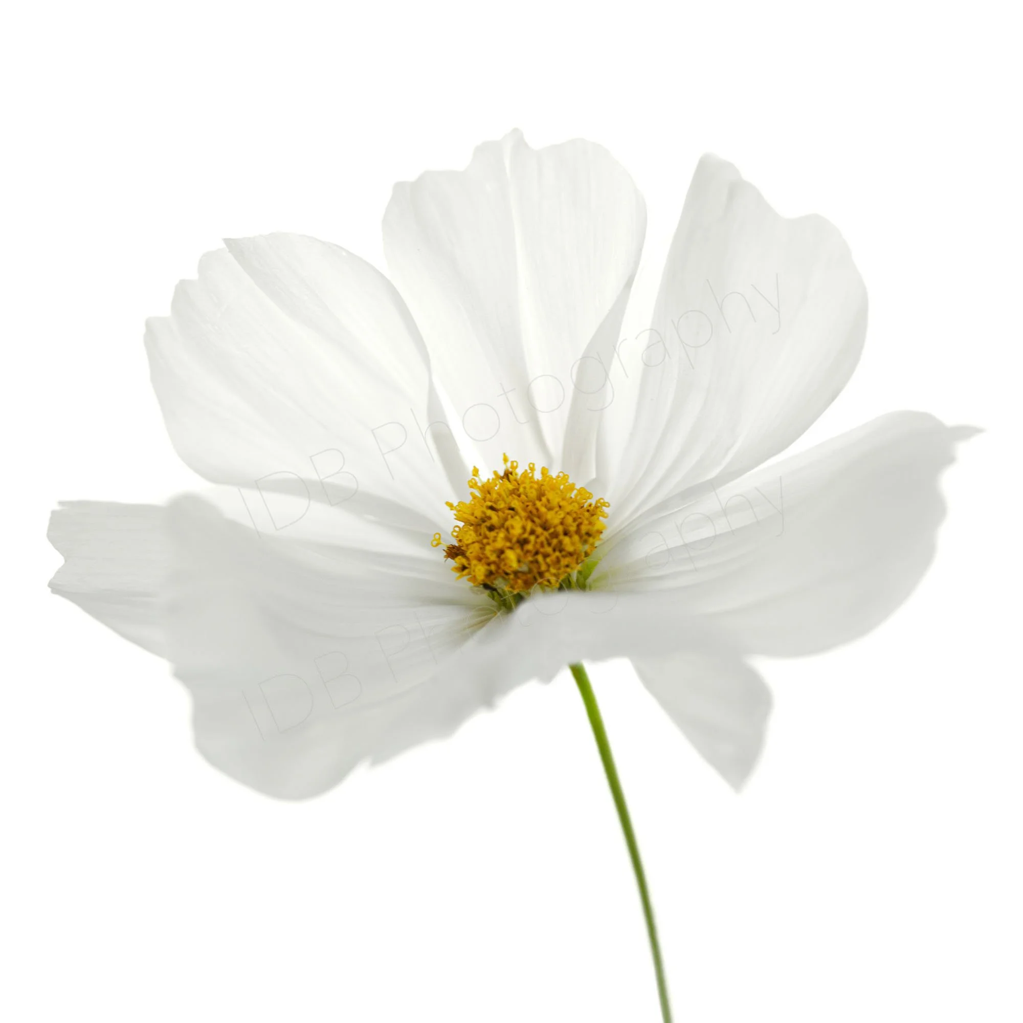 A high-key image of a flower of a white Cosmos Bipinnatus. White on white.