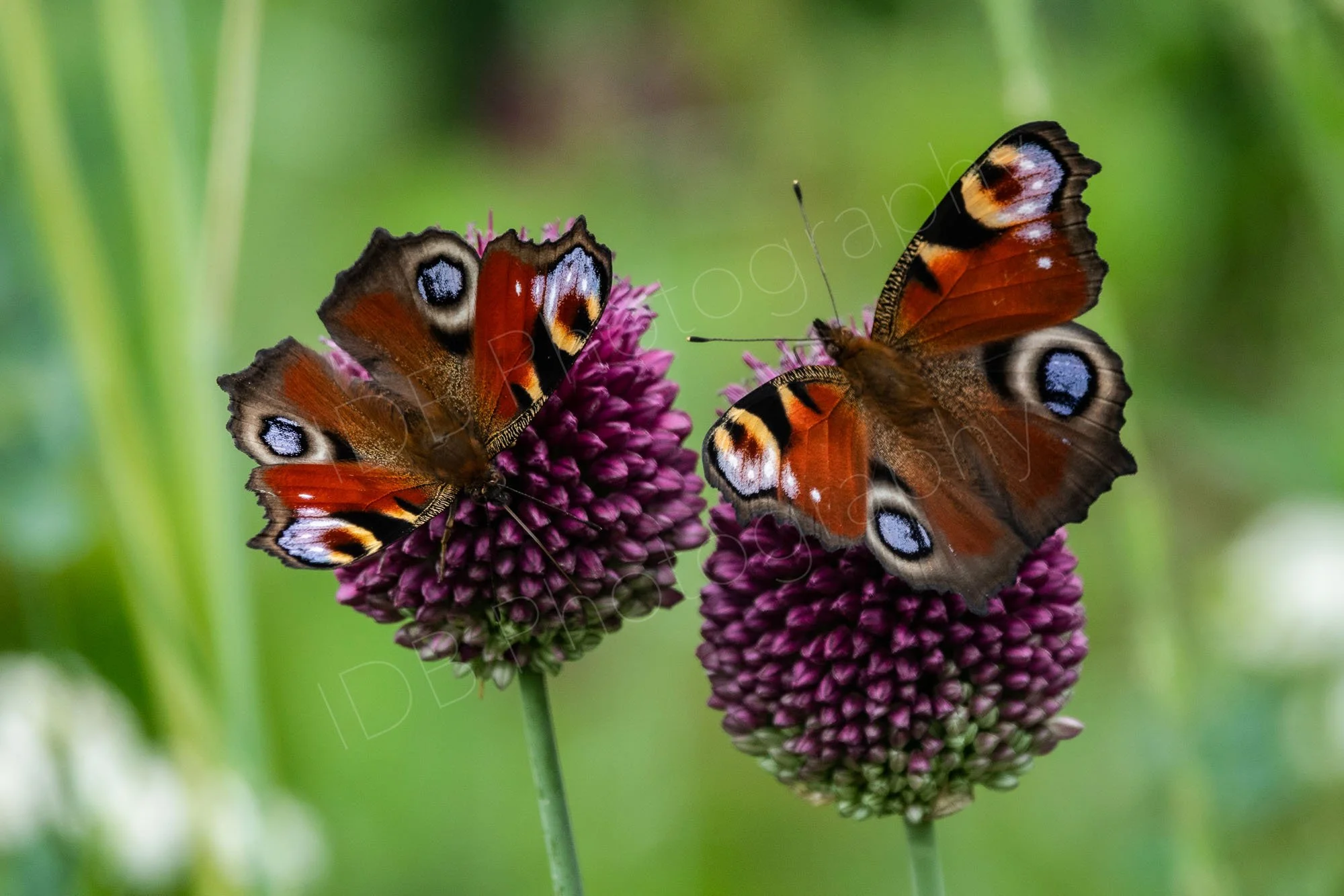 Two Peacock butterflies (Aglais io) obliquely positioned on two Allium sphaerocephalons, varied green background. Taken in Norfolk, UK.
