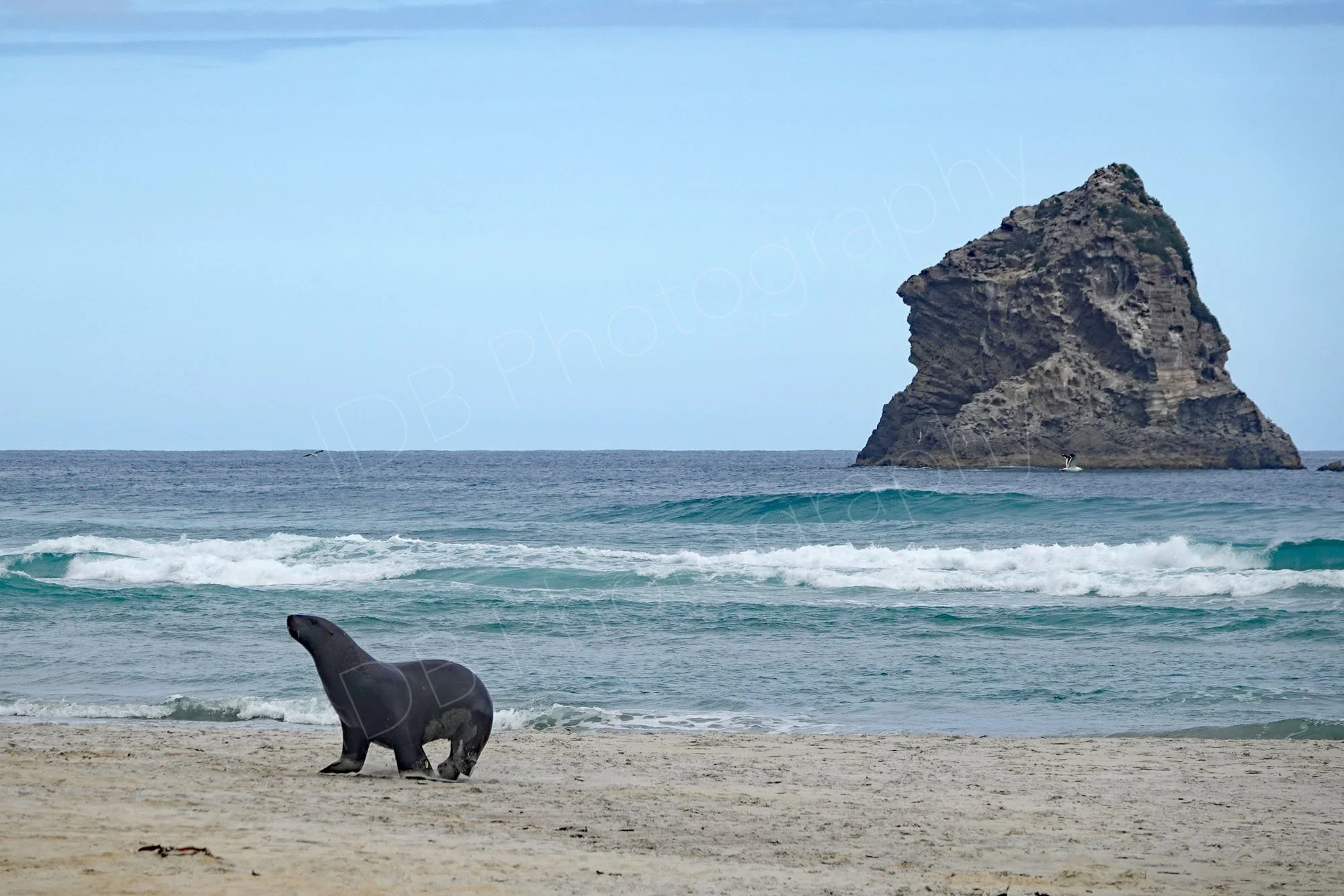 New Zealand Sea Lion at Sandfly Bay, Dunedin, Otago, New Zealand, with Lion Rock in the background.