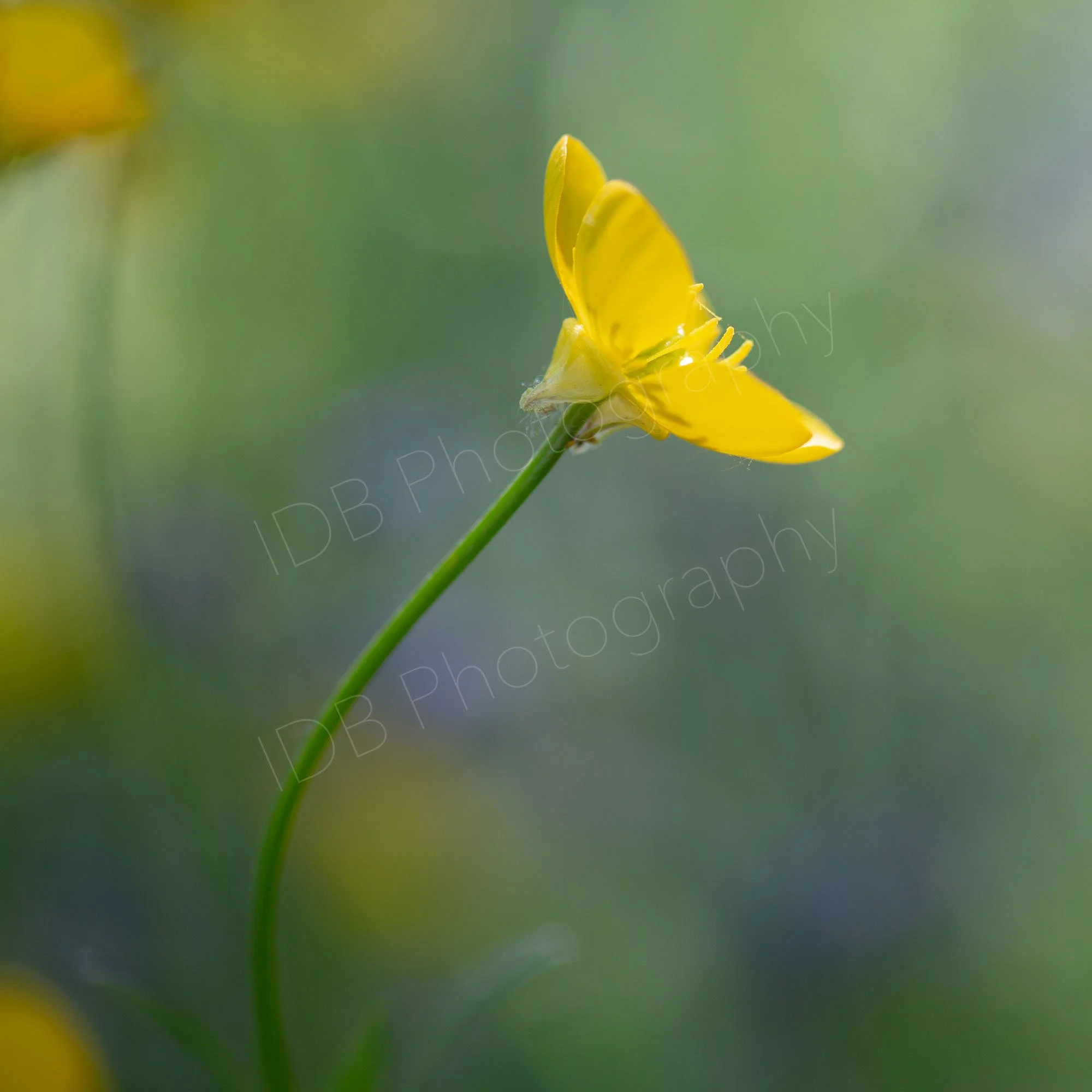 Single buttercup flower  and stem with a blue, green and yellow bokeh. Kent, UK.