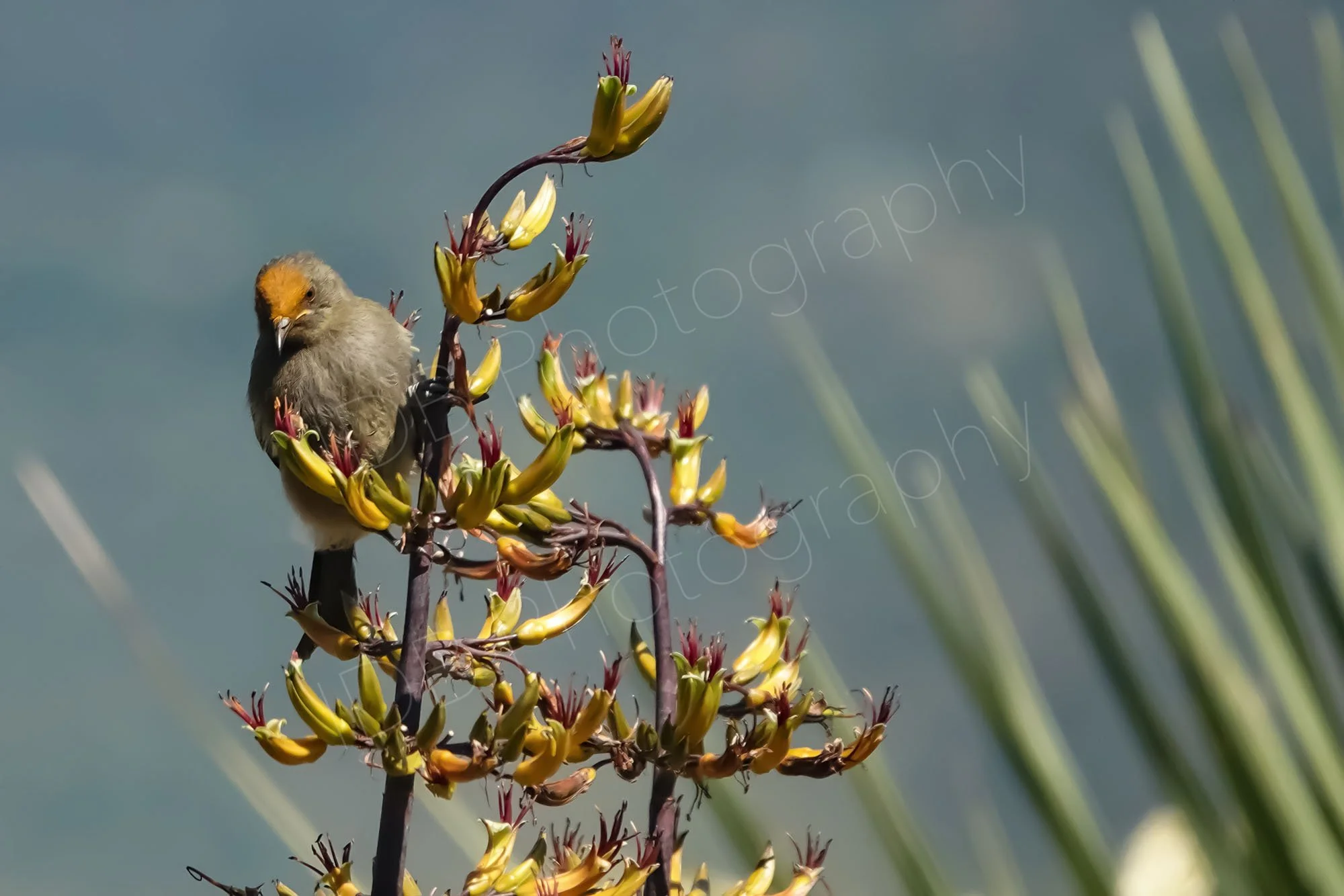 New Zealand bellbird (Anthornis melanura) on a flower spike of New Zealand flax (harakeke) in Glenorchy NZ.