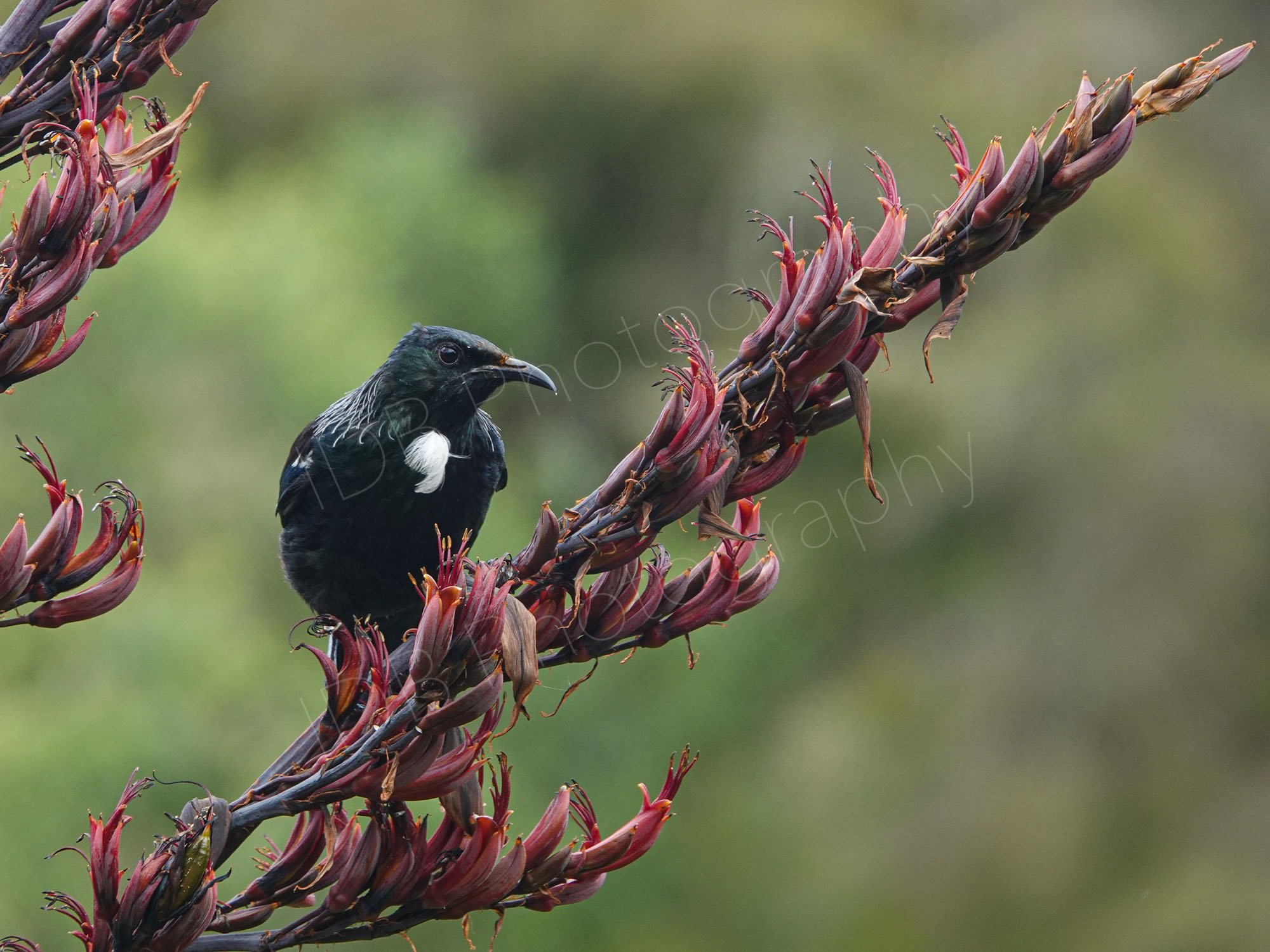 Tui bird on a New Zealand Flax (Phormium Tenax) flower spike at Rotorua, New Zealand.