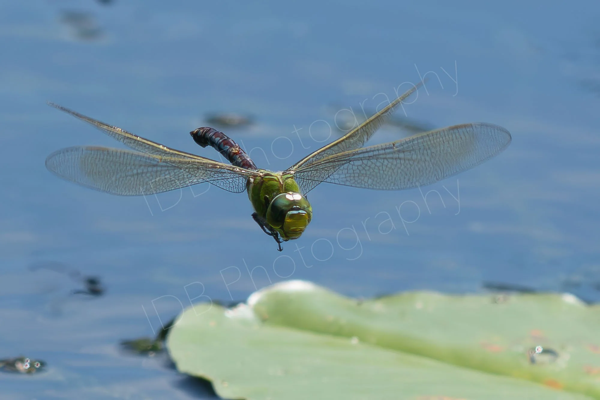 Emperor dragonfly (Anax imperator) in flight above a water lily leaf, hazy blue water background. Waterperry Gardens, UK