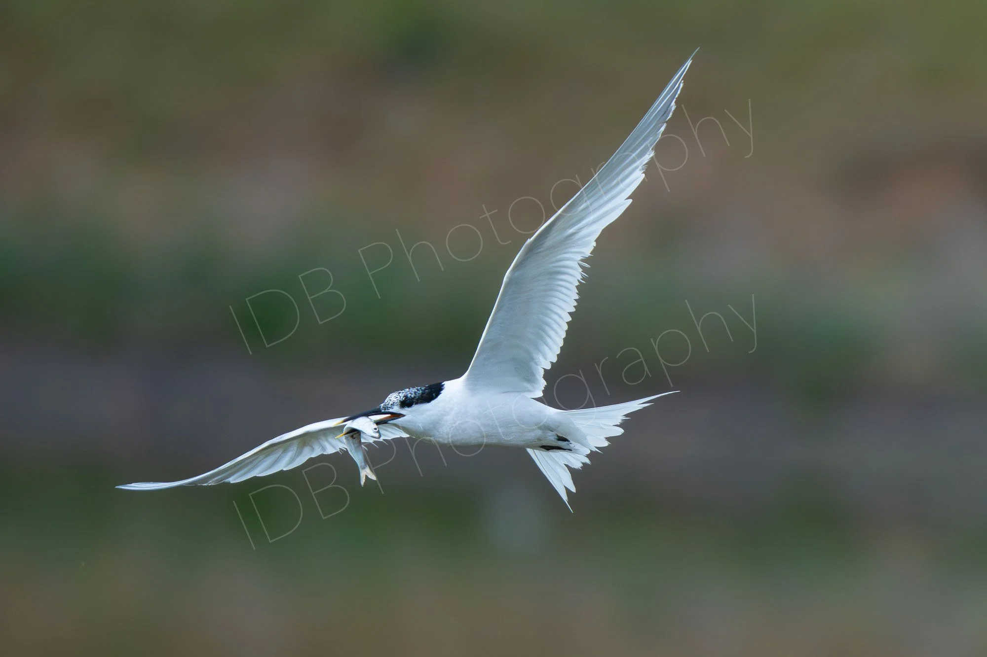 Sandwich Tern (Thalasseus sandvicensis) returning to the nest, mid flight, wings outstretched, with fish clearly visible in it's mouth. Hazy background, Rye Harbour, Kent, UK.